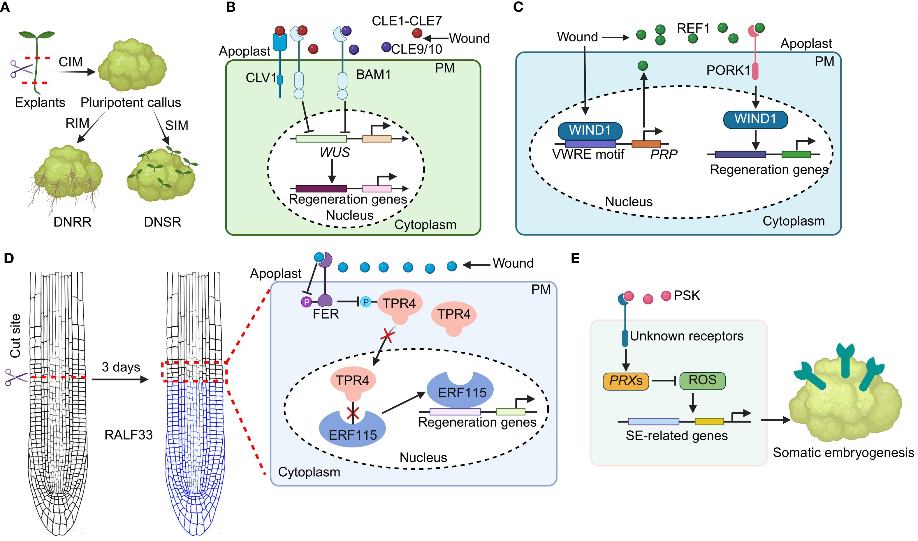 Diagram illustrating plant tissue regeneration and somatic embryogenesis processes. (A) Shows explants forming pluripotent callus and differentiating into roots or shoots. (B) Details cellular pathways involving WUSCHEL (WUS) and signaling peptides influencing regeneration genes. (C) Describes WIND1's role in wound response and regeneration activation. (D) Depicts root sectioning and signal molecule interaction over three days, with ERF115 influencing regeneration genes. (E) Highlights somatic embryogenesis mediated by phytosulfokine (PSK) and reactive oxygen species (ROS) pathways, leading to the formation of embryogenic tissues.