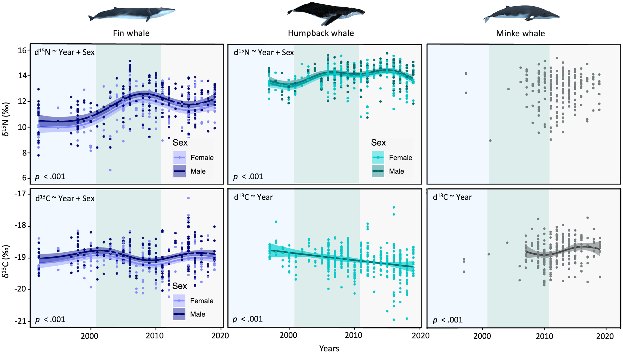 Graphs showing isotopic data trends for fin, humpback, and minke whales from 1990 to 2020. Top row: δ15N values for each species. Trends by year and sex are showing for fin and humpback whale, no trend is showing for minke whales. Bottom row: δ13C values by year and sex for fin whales and and just by year for humpback and minke whales. All p-values are less than 0.001. Legends indicate female and male data.