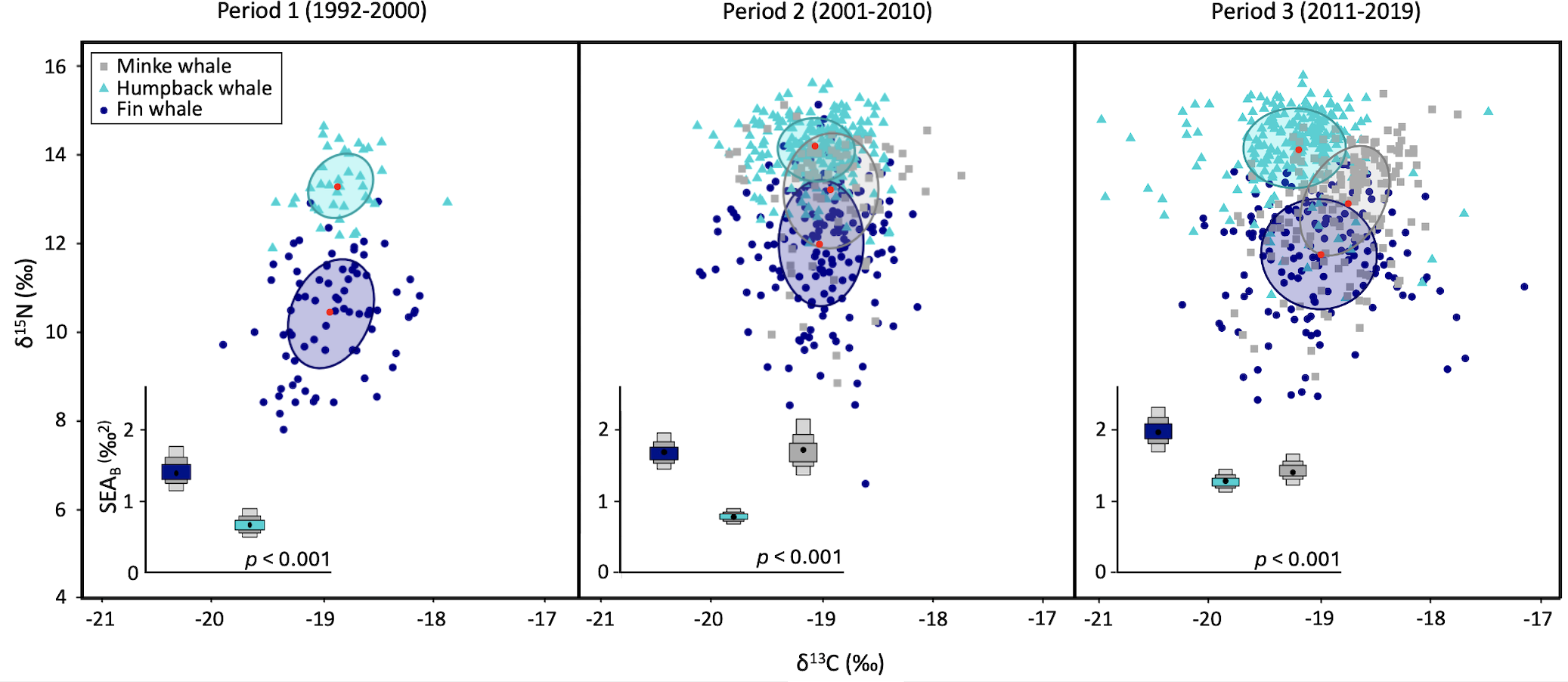 Three scatter plots show δ¹³C versus δ¹⁵N isotope values for Minke, Humpback, and Fin whales across three periods: 1992-2000, 2001-2010, and 2011-2019. Minke whales are represented by gray squares, Humpback by cyan triangles, and Fin by blue circles. The data points include confidence ellipses and red centroids. Insets display SEA_B values of each species with significant p-values under 0.001 for each period.