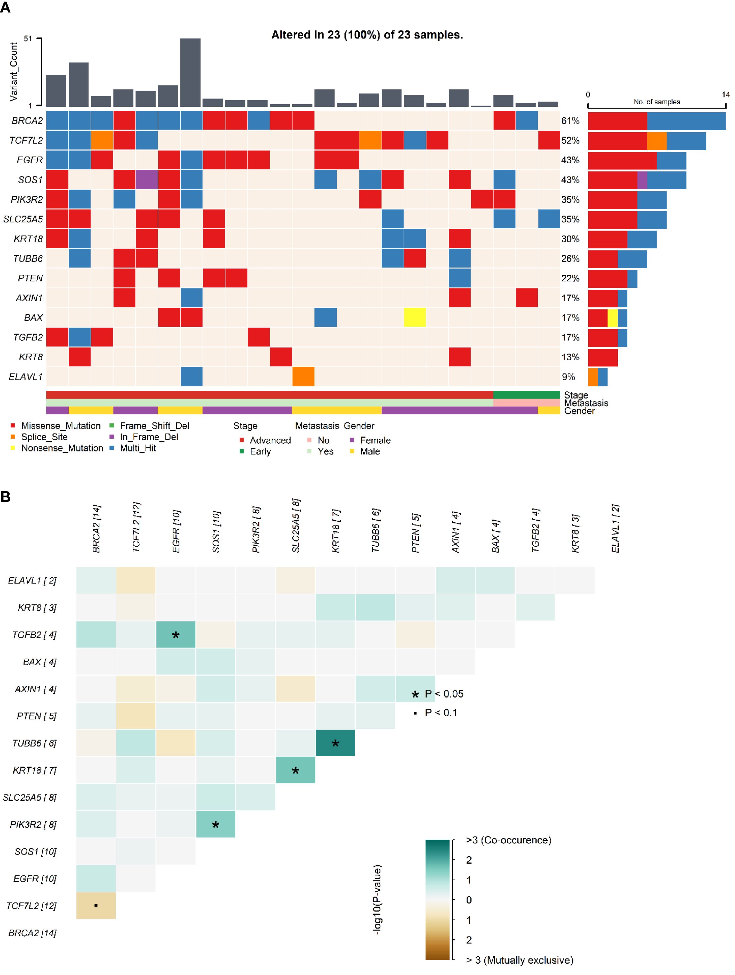 Chart A shows genetic alterations in 23 samples, highlighting variants like BRCA2, TCF7L2, and EGFR. Mutations are categorized by type and sample number. Chart B displays the co-occurrence of gene mutations with statistical significance, indicated by color intensity.