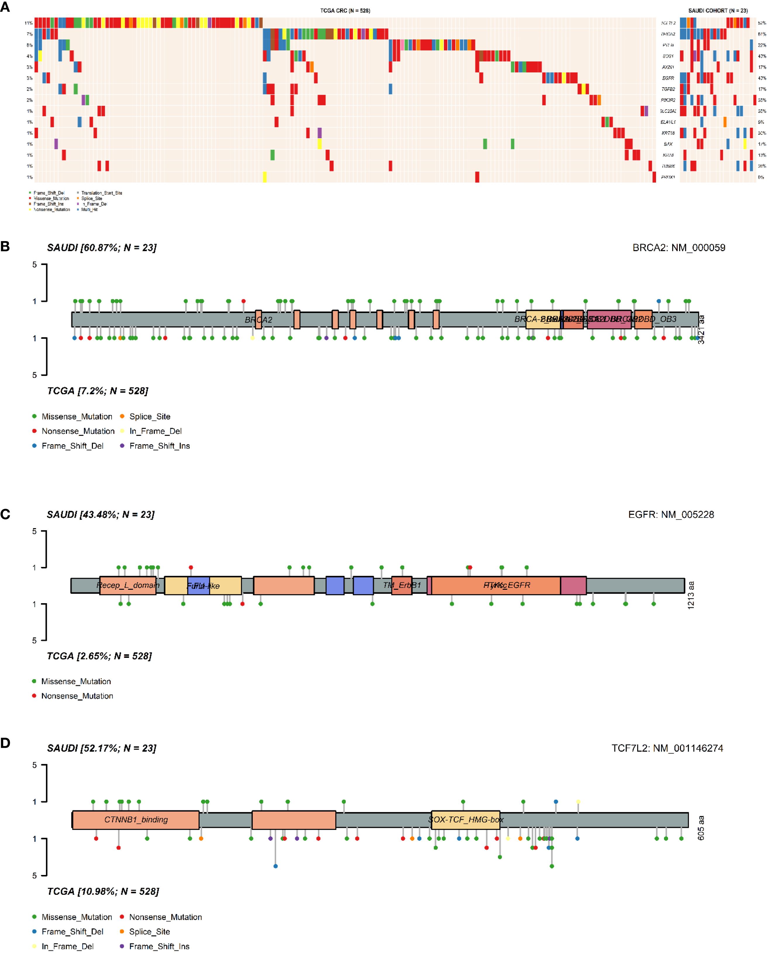 Panel A displays a mutation distribution heatmap for TCGA and Saudi cohorts, with bars color-coded for different mutation types. Panel B shows a schematic of the BRCA2 gene with variants in Saudi (60.87%) and TCGA (7.2%). Panel C details the EGFR gene, indicating Saudi (43.48%) and TCGA (2.65%) variants. Panel D illustrates the TCF7L2 gene with Saudi (52.17%) and TCGA (10.98%) variants. Variants include missense mutations, nonsense mutations, splice sites, and insertions/deletions.