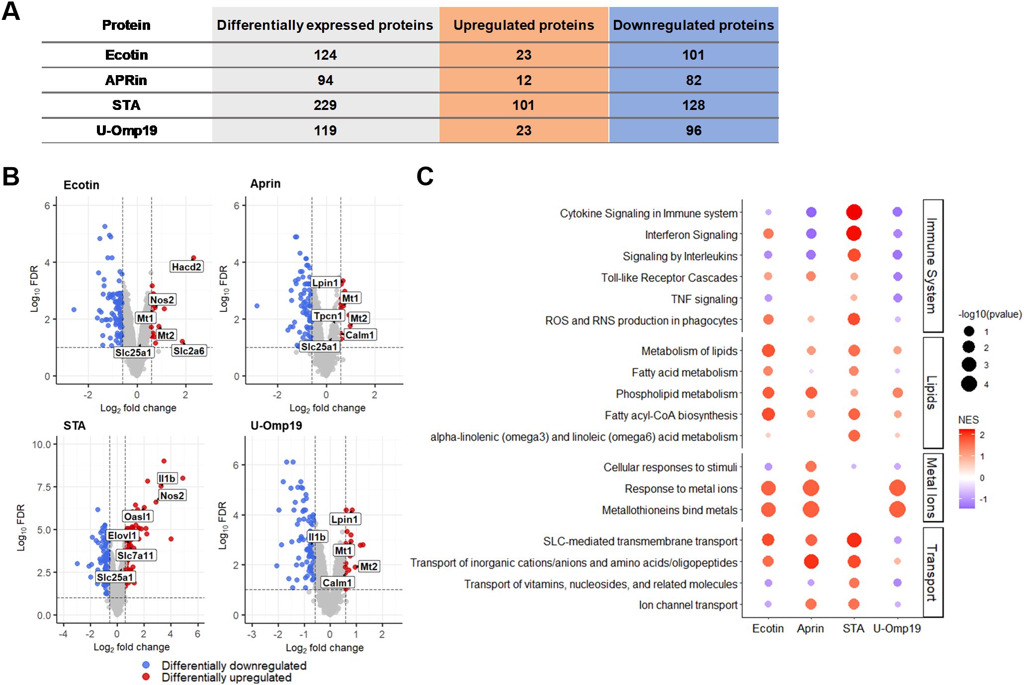 Panel A shows a table listing four proteins (Ecotin, APRin, STA, U-Omp19) with counts of differentially expressed, upregulated, and downregulated proteins. Panel B includes volcano plots for each protein, highlighting significant gene expressions. Panel C features a dot plot illustrating enriched pathways related to immune system signaling, lipid metabolism, metal ions, and transport, with dot size and color indicating significance and enrichment score.