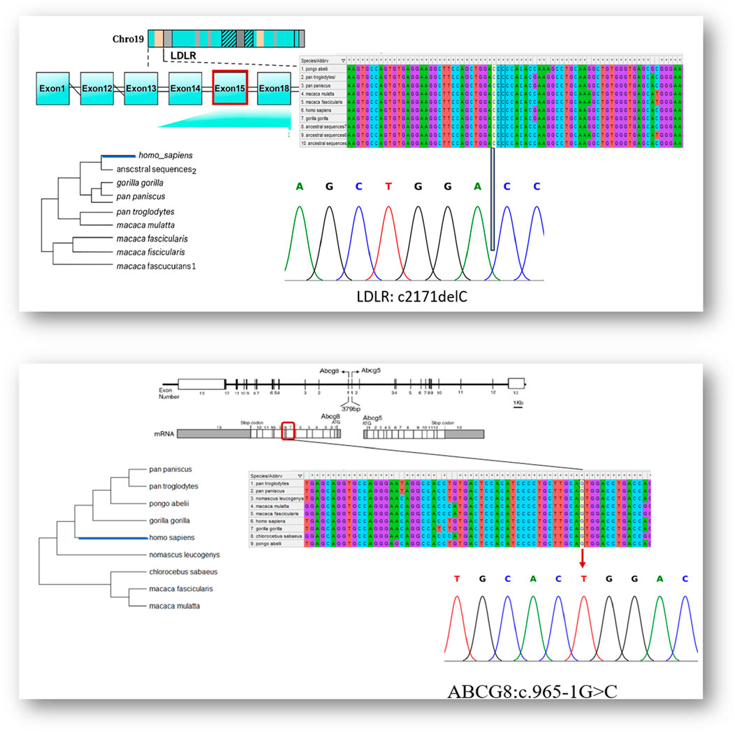 Genetic analysis panels showcasing gene sequences and variations. The top panel shows LDLR gene mapping and differences in various species, with a specific mutation labeled c2171delC. The bottom panel illustrates the ABCG8 gene, highlighting another variation c.965-1G>C across different species, with phylogenetic trees and chromatograms for each gene.