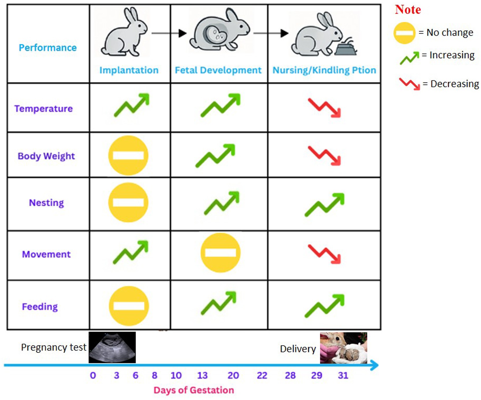 Chart displaying changes in rabbits during gestation stages: implantation, fetal development, nursing/kindling. Performance aspects include temperature, body weight, nesting, movement, and feeding. Indicators: green arrow for increase, yellow circle for no change, red arrow for decrease. Progression shown along a timeline from day zero to thirty-one, from ultrasound to delivery.