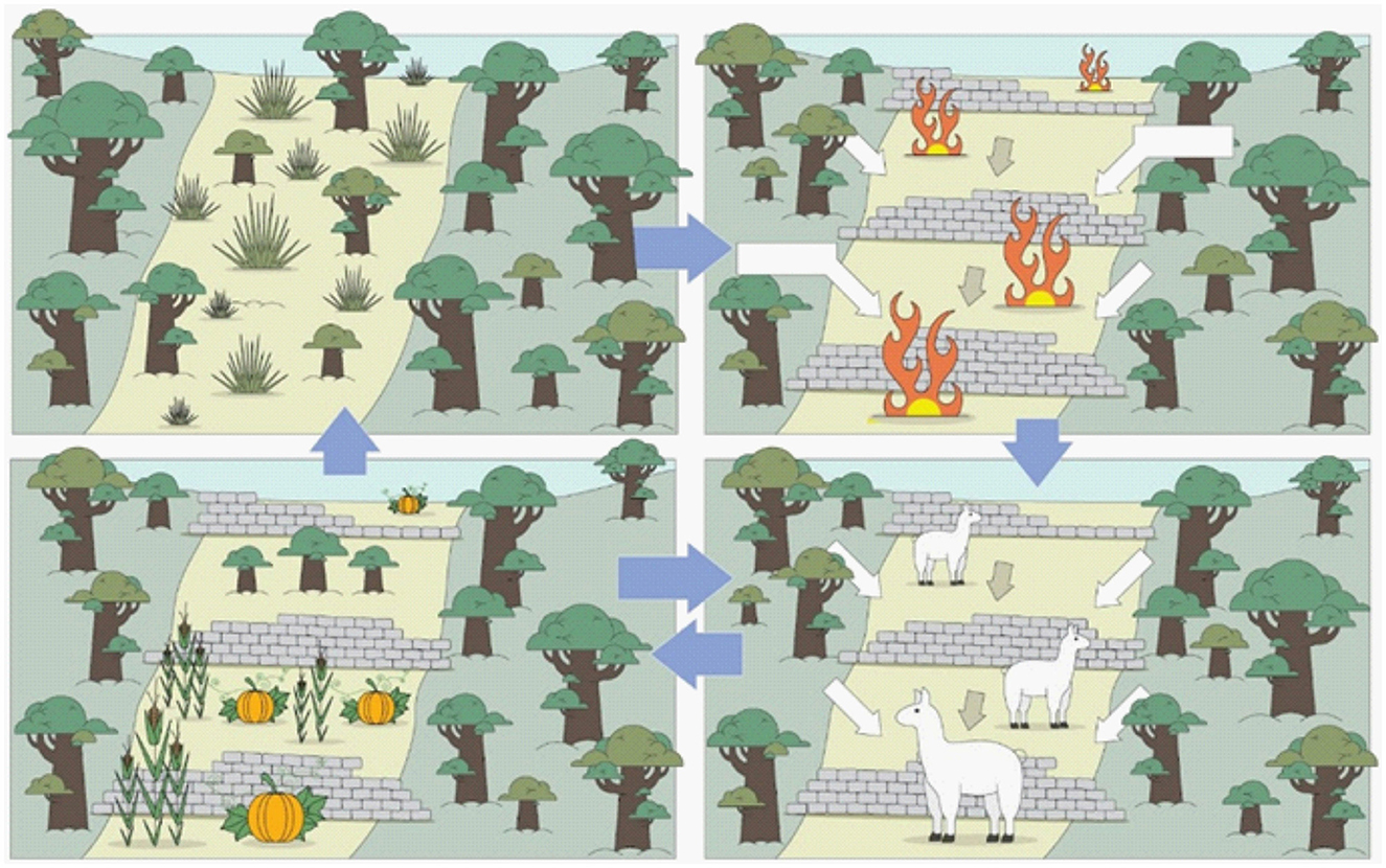 A sequential illustration showing sustainable land management. The first panel depicts a forest with uneven vegetation. The second panel shows fires occurring. The third panel highlights the introduction of crops and vegetation. The last panel illustrates domesticated animals, such as alpacas, grazing and living harmoniously within the environment, suggesting improved land stability and health.