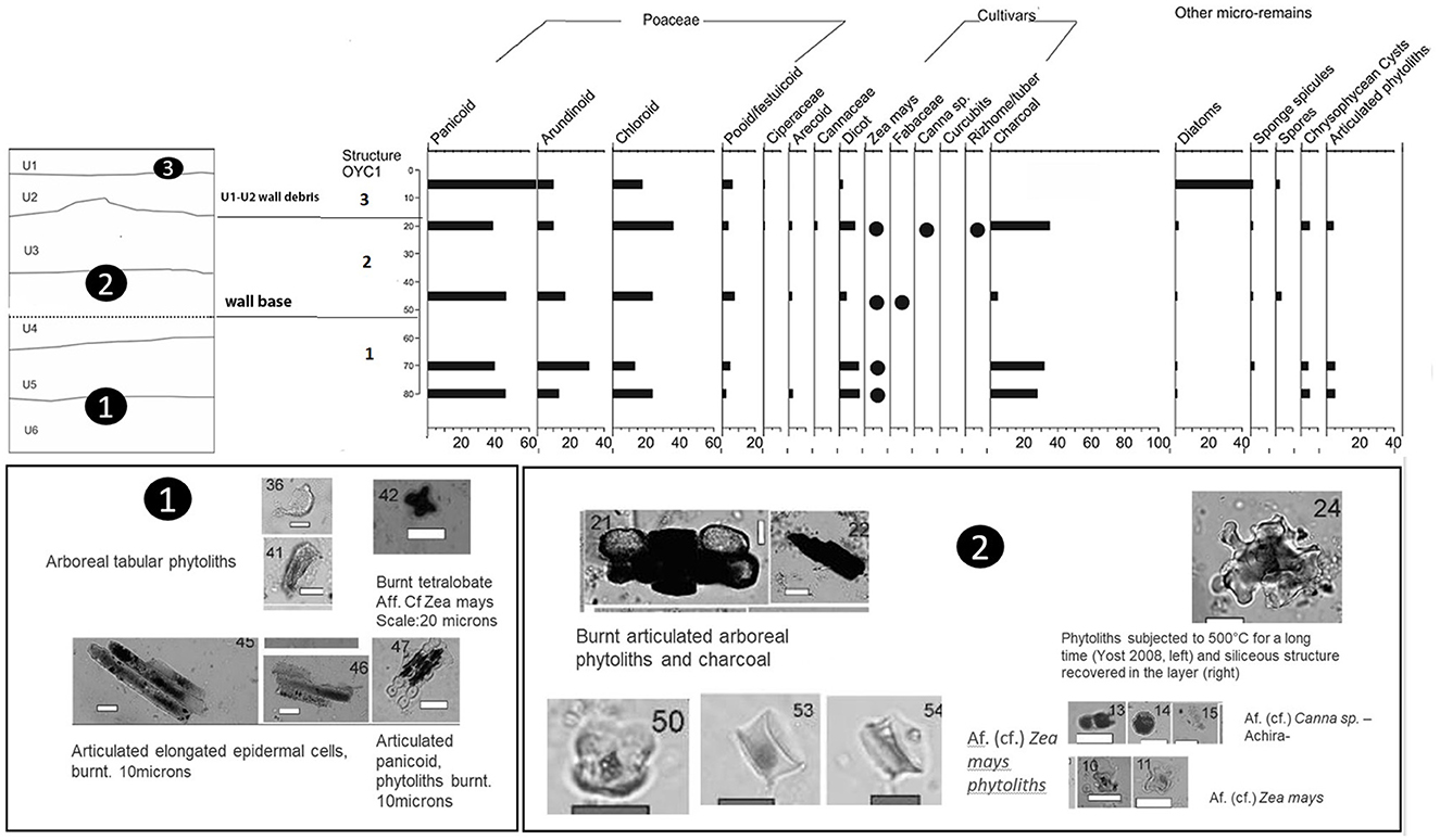 Composite image with three parts: a stratigraphic diagram at the top left showing layers U1-U6 and structures OYC1-3, with graphs depicting distribution of Poaceae, cultivars, and other micro-remains. Bottom left contains images labeled “1” showing various phytoliths like arboreal tabular and epidermal cells. Bottom center labeled “2” features burnt articulated phytoliths and charcoal. Bottom right shows a phytolith subjected to high temperature. Each section includes specific details and scale bars.