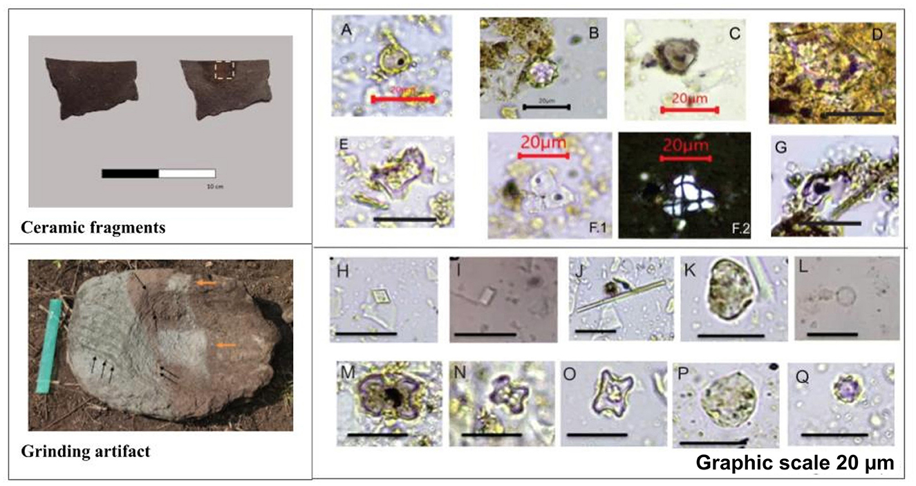 Ceramic fragments and grinding artifact are shown alongside microscopic images of various particles. The ceramic fragments and grinding artifact are depicted with scales, illustrating their exact size. The microscopic images, identified by letters A to Q, show particles marked by red scale bars of 20 micrometers. The panel highlights the relationship between artifacts and microscopic particles, focusing on material analysis.