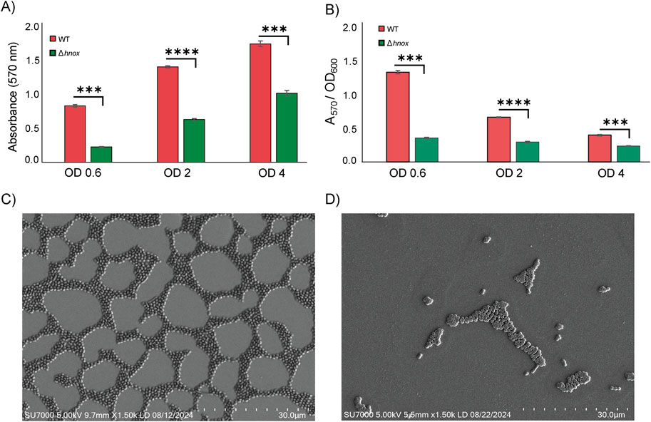Bar graphs A and B compare absorbance at 570 nm and the ratio of absorbance between WT and Δhnox strains at different optical densities (0.6, 2, and 4) with significant p-values. Electron micrographs C and D depict cellular structures and surface characteristics with scale bars indicating 30 micrometers.