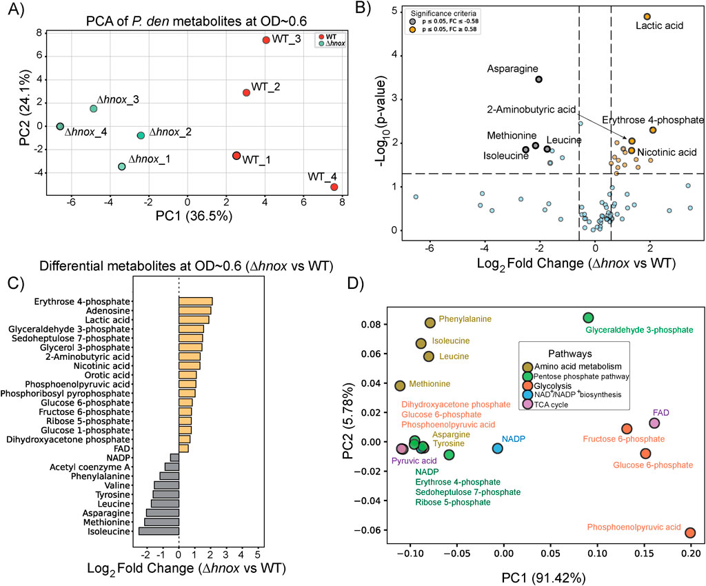 PCA and differential metabolite analysis of *P. den* at optical density around 0.6. A) PCA plot displays separation between wild type (WT) and Δhnox samples across PC1 and PC2. B) Volcano plot showing significant metabolites, with lactic acid marked. C) Bar graph of log2 fold change, highlighting differences in metabolite abundance between Δhnox and WT. D) Pathway analysis scatter plot with metabolites colored by pathways like amino acid metabolism and glycolysis.