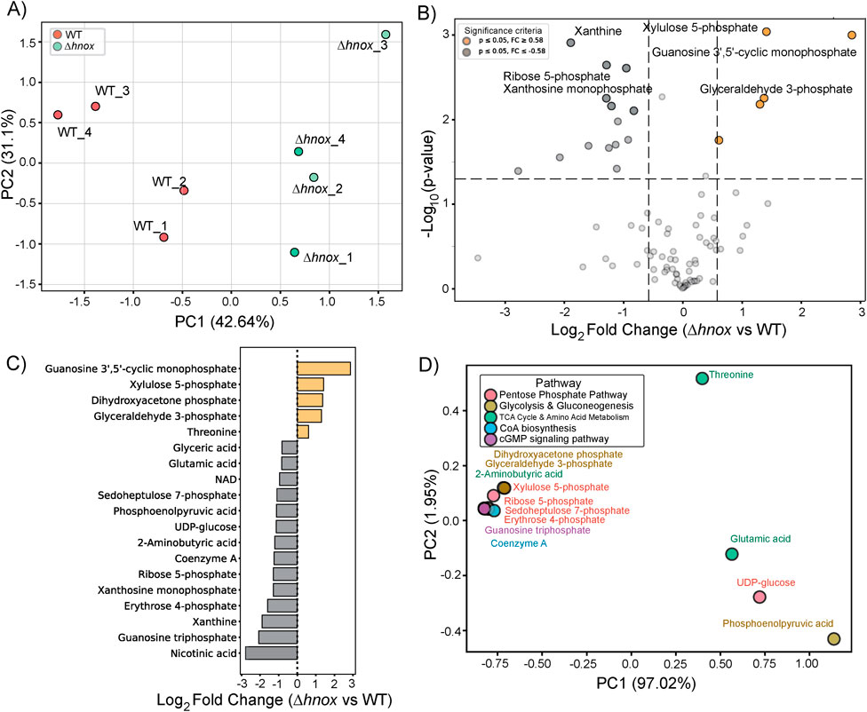 Panel A shows a PCA plot comparing wild-type and Δhnox strains, highlighting distinct clustering. Panel B features a volcano plot with marked metabolites, indicating significant changes between Δhnox and wild-type. Panel C presents a bar graph of log2 fold change of metabolites in Δhnox compared to wild-type, sorted by significance. Panel D displays another PCA plot categorizing metabolites by pathway, with color-coded data points indicating different pathways.