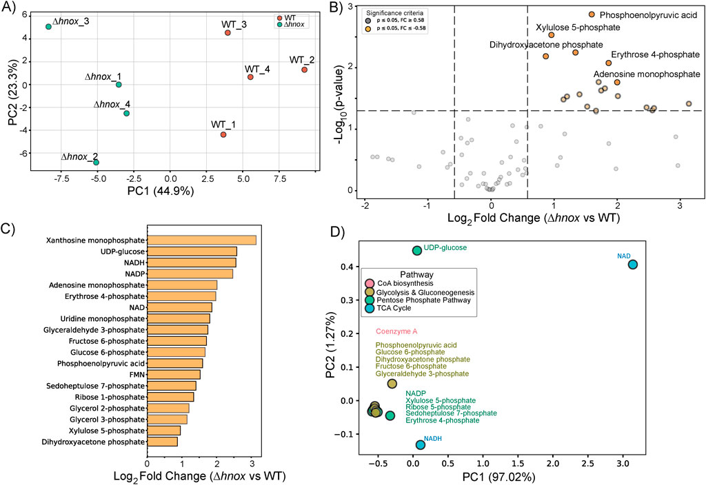 Panel A shows a PCA plot comparing samples labeled as Δhnox and WT, with principal component one at 44.9 percent and two at 23.3 percent. Panel B displays a volcano plot with Log2 fold change and Log10 p-values. Significant metabolites are annotated. Panel C is a bar chart ranking metabolites by Log2 fold change for Δhnox vs WT, from xanthosine monophosphate to dihydroxyacetone phosphate. Panel D is a PCA plot of metabolite pathways including UDP-glucose, NADH, and others with pathways color-coded and annotated.