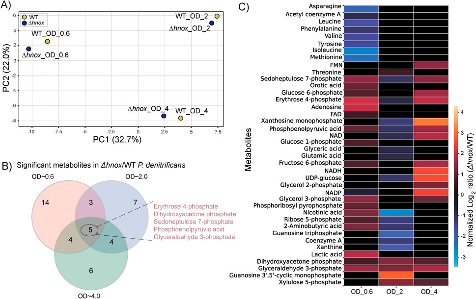 A composite image with three panels: A) A scatter plot showing principal component analysis of wild type (WT) and Δhnox strains at different optical densities (OD). B) A Venn diagram indicating significant metabolites in Δhnox/WT P. denitrificans across three OD conditions, highlighting shared and unique metabolites. C) A heatmap displaying differences in metabolite levels, normalized log2 ratio (Δhnox/WT), with varying colors representing metabolite abundance across OD conditions.