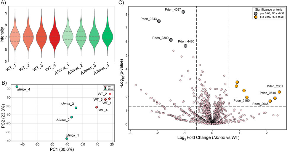 Panel A shows violin plots displaying the intensity distribution for four wild-type (WT) and four Δhnox samples. Panel B features a PCA plot with WT and Δhnox samples, indicating variance among them. Panel C is a volcano plot illustrating log2 fold change versus -log10(p-value) for differential expression between Δhnox and WT, highlighting significant genes with orange and black dots.