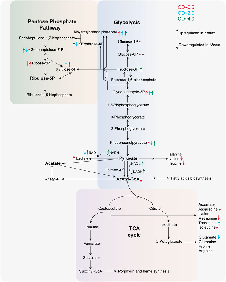 Diagram illustrating metabolic pathways. The Pentose Phosphate Pathway and Glycolysis are depicted with various chemical compounds like Sedoheptulose-7-P, Ribose-5P, and Fructose-6P. Arrows indicate the direction of reactions, and color-coded arrows show regulation levels (red for OD∼0.6, teal for OD∼2.0, blue for OD∼4.0). The TCA cycle includes compounds such as Malate, Fumarate, and Citrate. Upregulation and downregulation in the Δhnox state are marked by arrows.