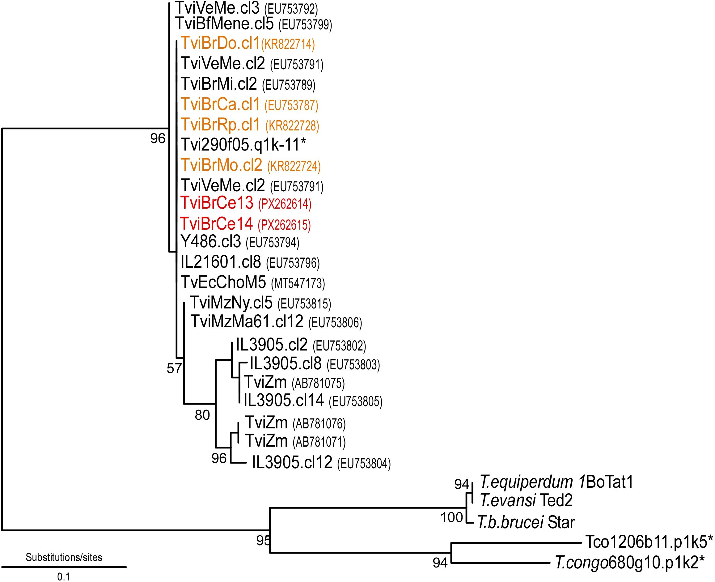 Phylogenetic tree showing relationships among various Trypanosoma isolates. Branch lengths represent genetic distance, with specific sequences highlighted in color. Bootstrap values are indicated at branch points. The scale bar represents 0.1 substitutions per site.