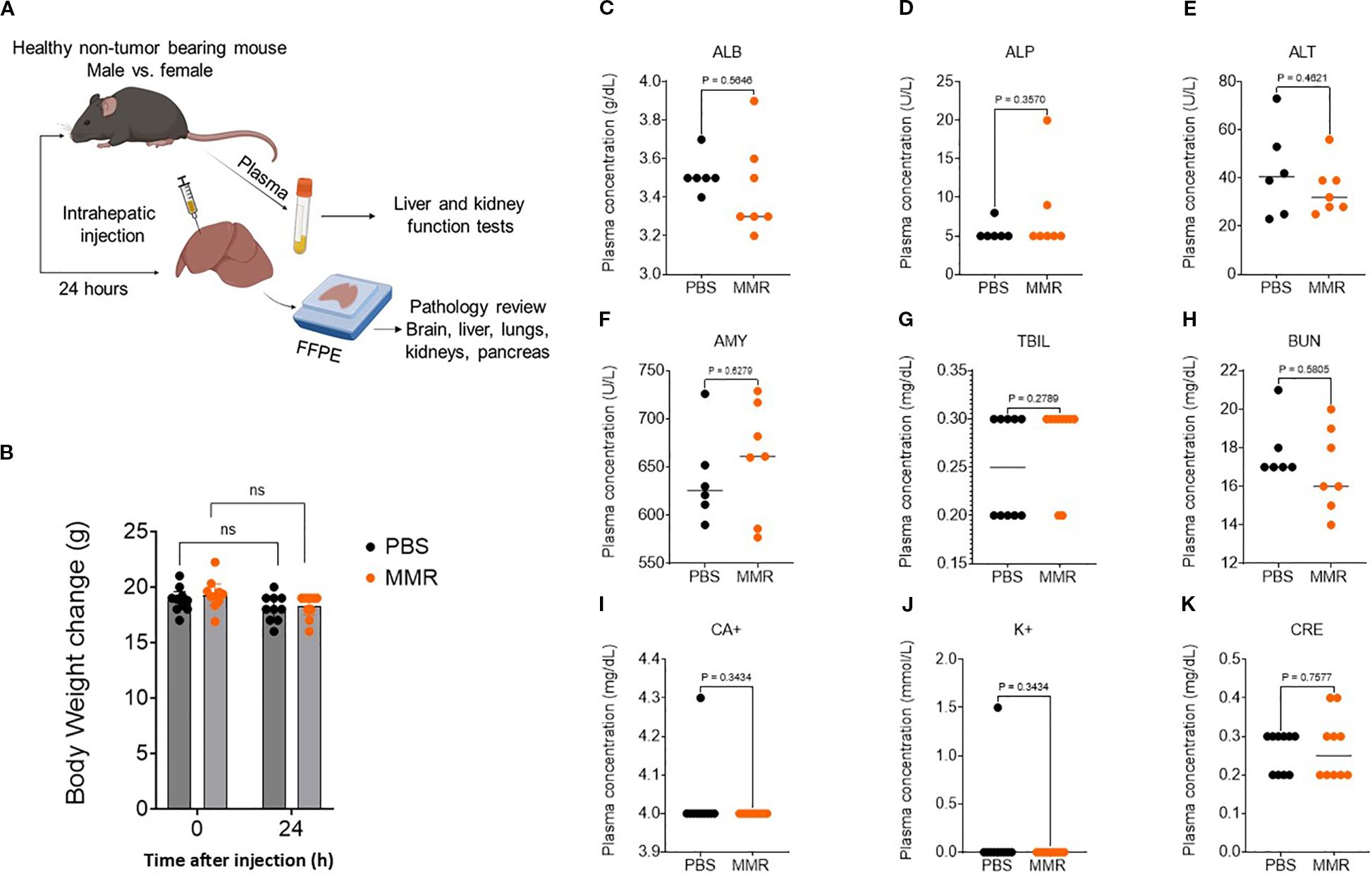 Diagram and series of charts analyzing the effects of intrahepatic injection in healthy mice. The diagram (A) illustrates the process: injection, plasma collection, and organ pathology review. Chart (B) shows no significant change in body weight. Charts (C-K) display plasma concentrations of various biomarkers (ALB, ALP, ALT, AMY, TBIL, BUN, CA+, K+, CRE) comparing PBS and MMR treatments, with no significant differences noted (p-values provided for each). Charts use different colored dots for PBS (black) and MMR (orange) groups.