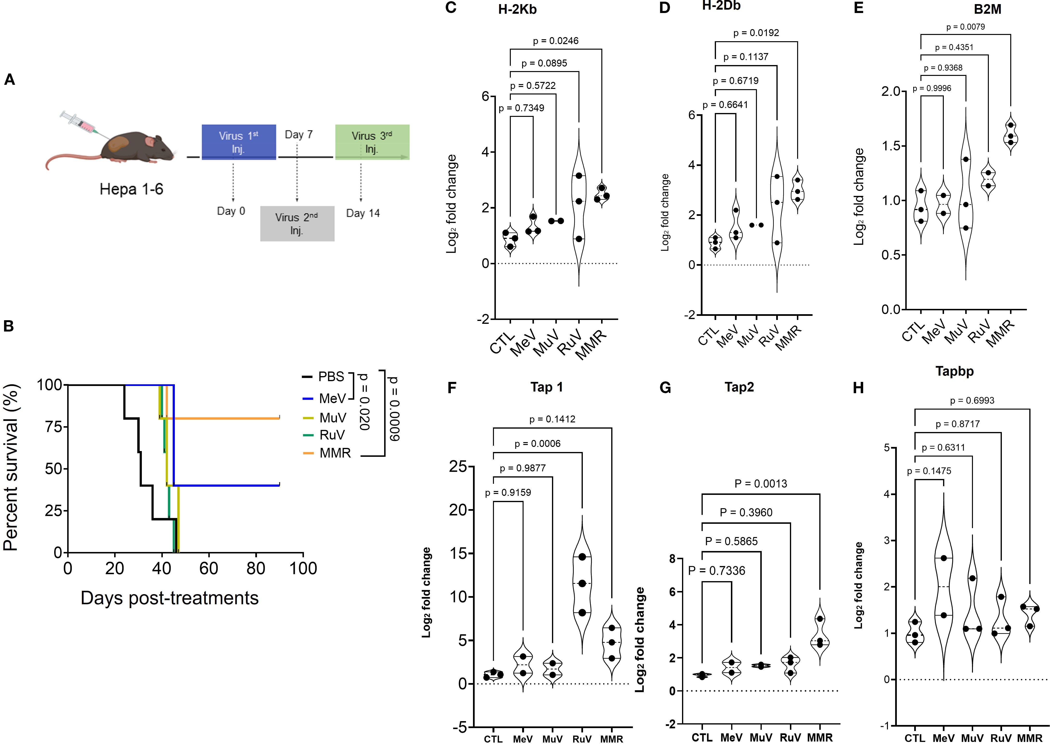 Diagram of an experimental setup with a mouse injected with a virus at different days, followed by graphs. Graph B shows survival rates over time for different treatments: PBS, MeV, MuV, RuV, and MMR. Graphs C-H present log fold changes for H-2Kb, H-2Db, B2M, Tap1, Tap2, and Tapbp, with varying statistical significance. Each graph shows data points with violin plots indicating distribution and p-values comparing different groups.