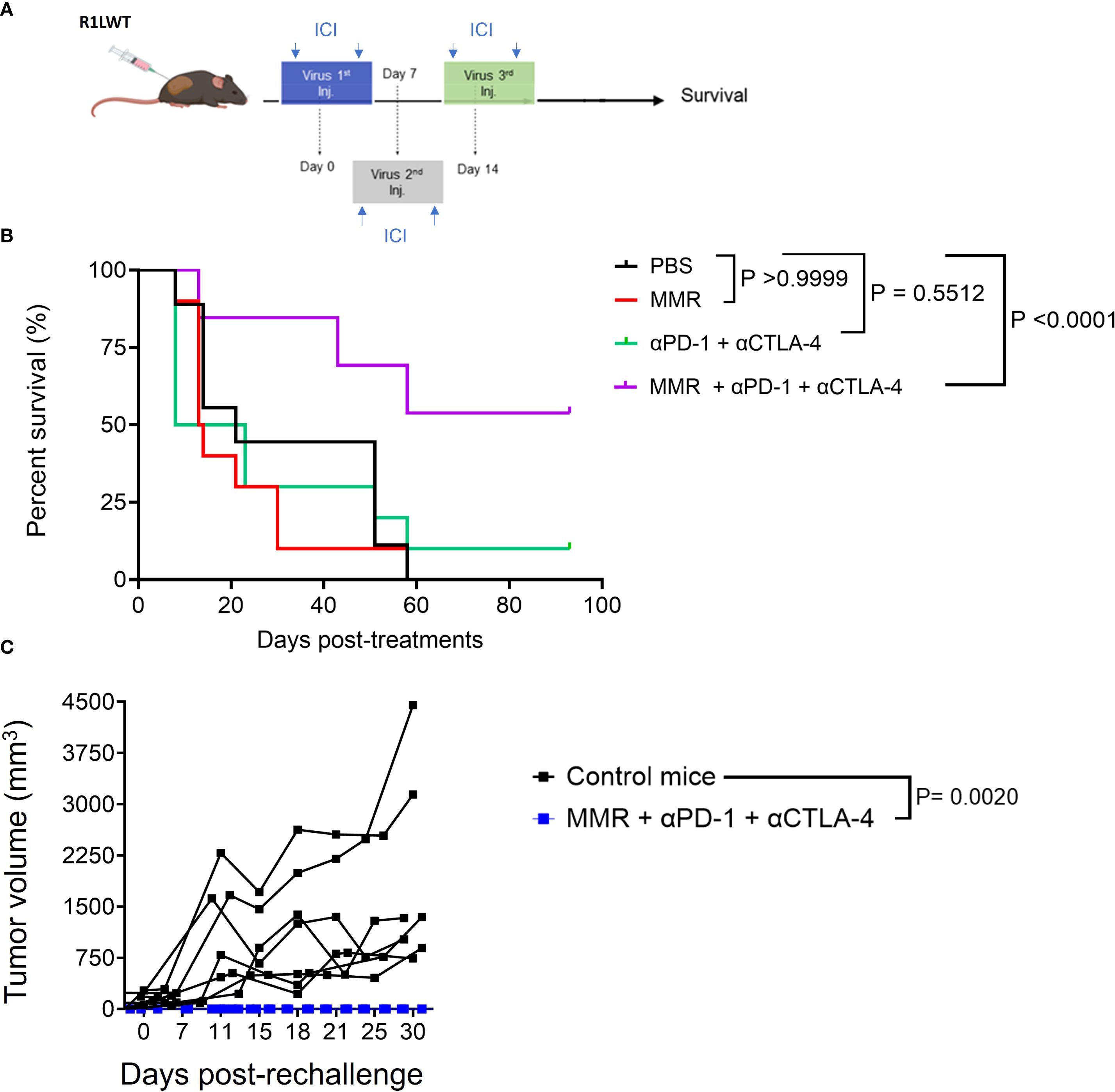 Diagram of a study on mice with sections A, B, and C. A shows a timeline of virus injections and checkpoints. B presents a survival graph over time with four treatment lines: PBS, MMR, αPD-1 + αCTLA-4, and MMR + αPD-1 + αCTLA-4, indicating varied survival rates. C depicts a line graph of tumor volume against days post-rechallenge for control mice and those treated with MMR + αPD-1 + αCTLA-4, showing significantly lower tumor volumes in the treated group. Statistical significance is noted with P-values.