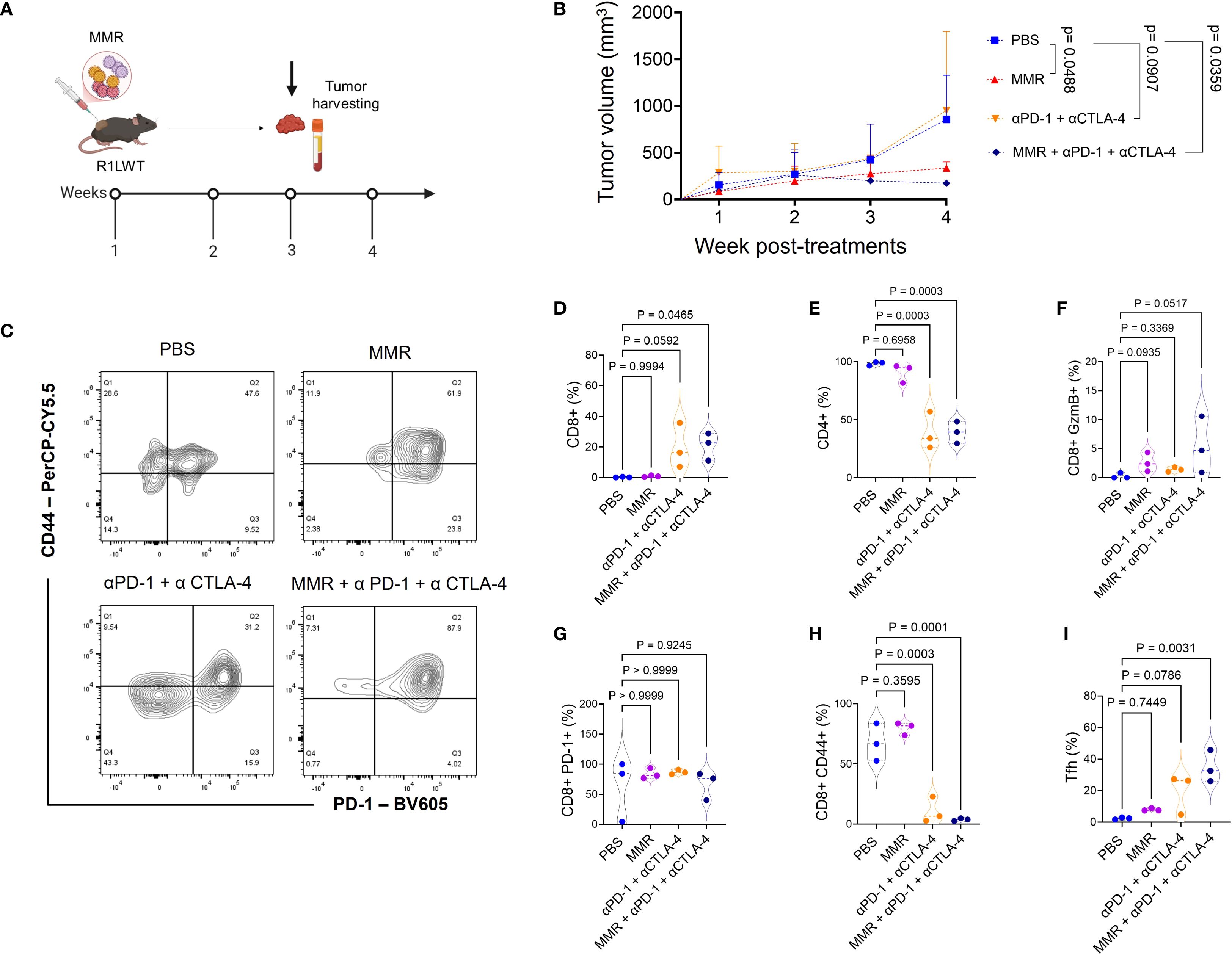 Diagram of an experimental study with mice showing effects of different treatments on tumor volume and immune cell populations. Part A depicts the study timeline involving MMR injections into mice and tumor harvesting at four weeks. Part B presents a line graph showing increasing tumor volume over four weeks for different treatments: PBS, MMR, anti-PD-1 with anti-CTLA-4, and MMR combined with anti-PD-1 and anti-CTLA-4. Part C includes flow cytometry plots. Parts D to I show violin plots comparing percentages of various immune cells across treatments, with statistical significance marked by P-values.