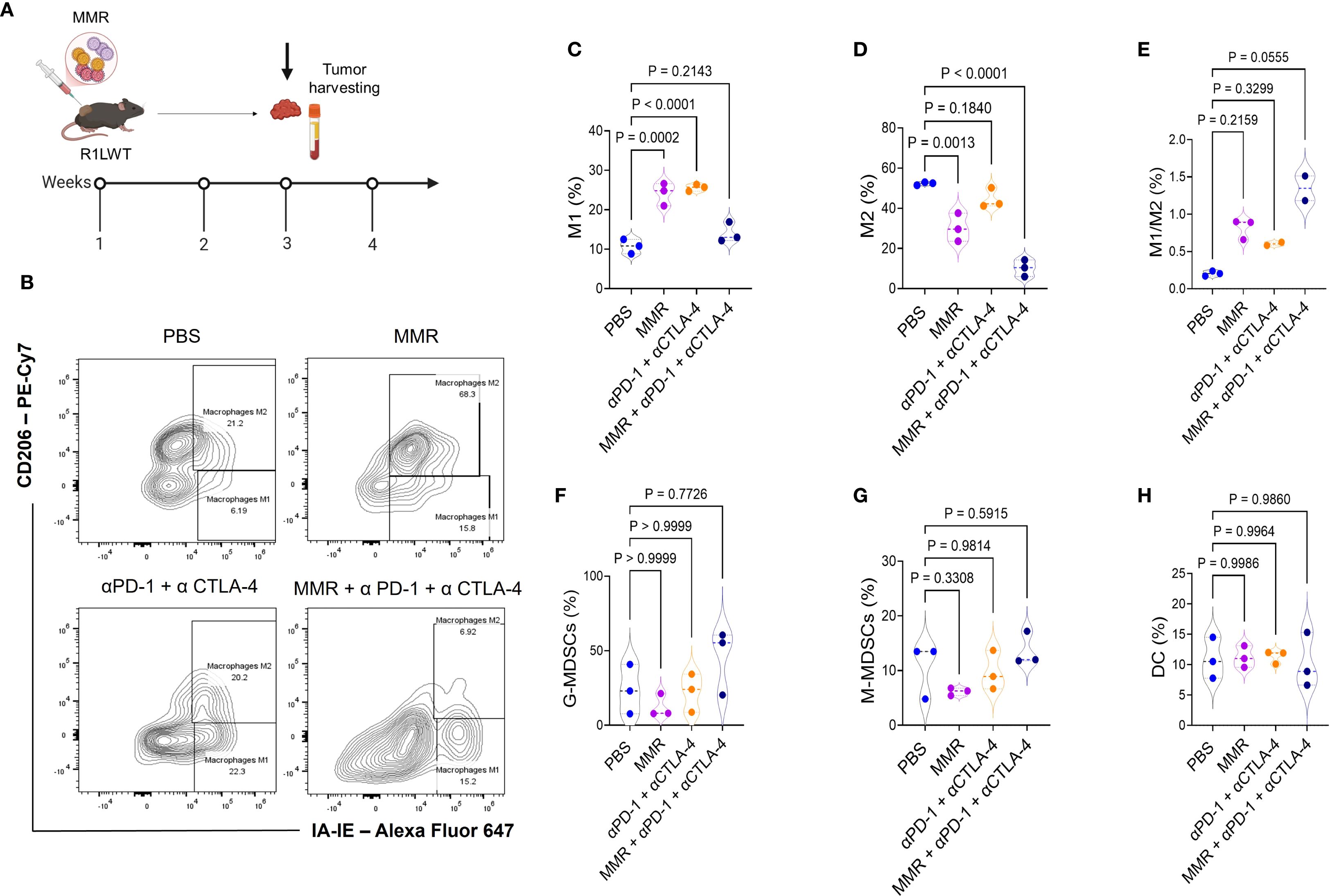 Diagram illustrating a study on tumor response. Panel A shows a timeline of MMR treatment in mice leading to tumor harvesting. Panel B displays flow cytometry plots comparing macrophage subsets in different treatment groups: PBS vs. MMR with αPD-1 and αCTLA-4. Panels C to H present violin plots showing percentages of immune cell types (M1, M2, M1/M2 ratio, G-MDSCs, M-MDSCs, DCs) across treatments, with statistical significance annotations.