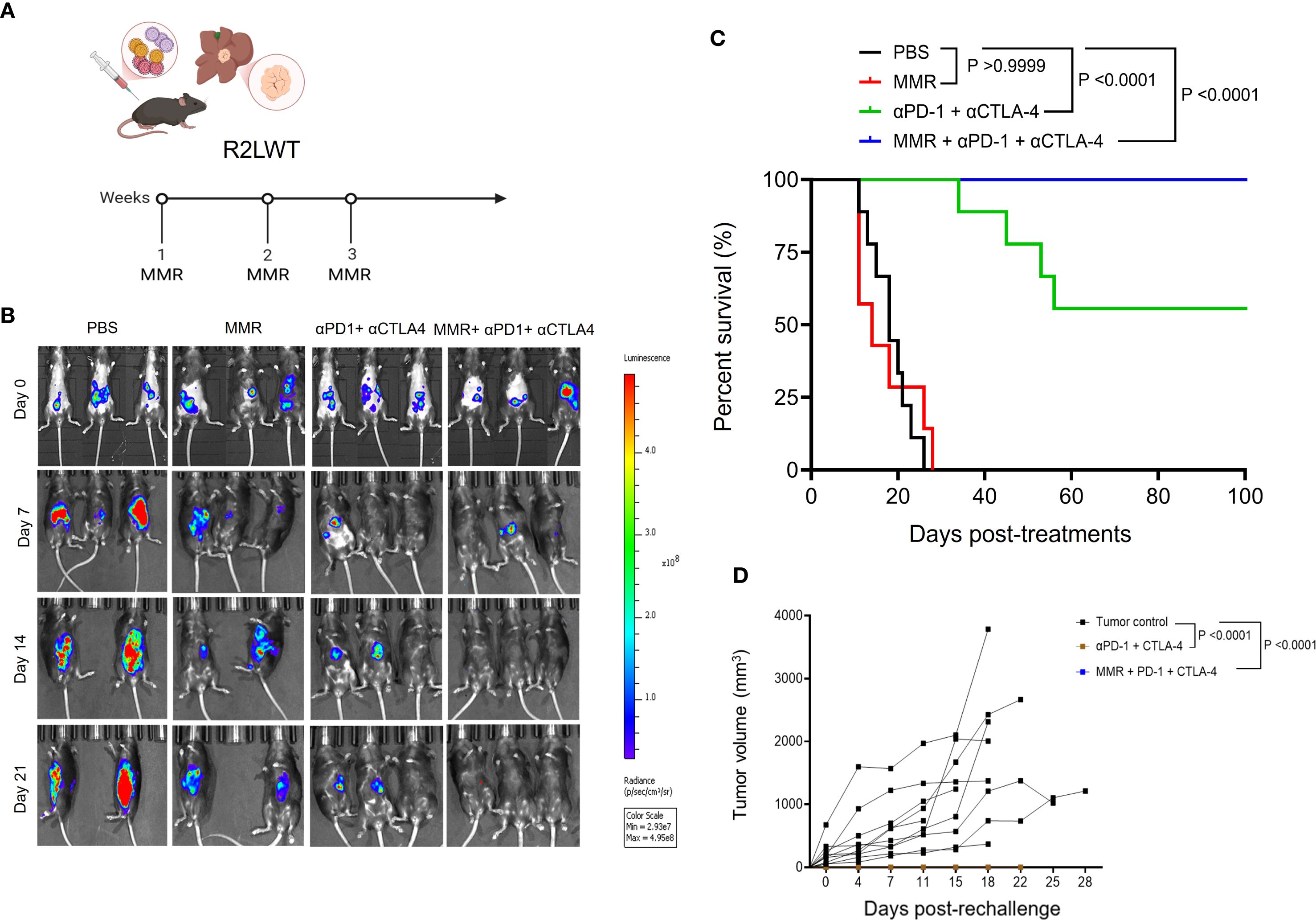 Diagram showing the experimental setup and results of a study involving R2LWT mice receiving MMR vaccinations over three weeks. Panel B features bioluminescence images of mice on days 0, 7, 14, and 21 post-treatment with PBS, MMR, anti-PD-1 plus anti-CTLA4, or MMR plus anti-PD-1 plus anti-CTLA4. Panel C is a survival graph indicating improved survival with combined treatments; MMR plus anti-PD-1 plus anti-CTLA4 shows the highest survival rate. Panel D depicts tumor volume over time; MMR plus PD-1 plus CTLA-4 treatment shows significantly reduced tumor size.