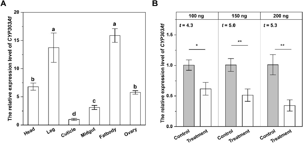 Panel A shows a bar graph of CYP303A1 expression levels across different tissues, with the leg showing the highest and cuticle the lowest. Panel B displays relative expression levels in control versus treatment groups at 100, 150, and 200 nanograms, indicating significant differences with higher expression in control groups. Error bars represent variability, with statistical significance marked by asterisks.