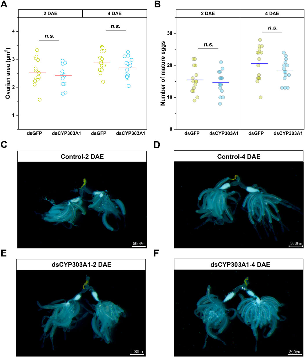 A composite image with two charts and four microscopic images. Chart A shows ovarian area measurements across two treatment conditions (dsGFP and dsCYP303A1) at two and four days after emergence (DAE), with no significant differences indicated. Chart B illustrates the number of mature eggs under the same conditions, also showing no significant differences. Images C and D display control sample ovaries at two and four DAE, while images E and F show dsCYP303A1 treated ovaries at two and four DAE, respectively, using bright blue staining. Both charts and images include scale bars for reference.