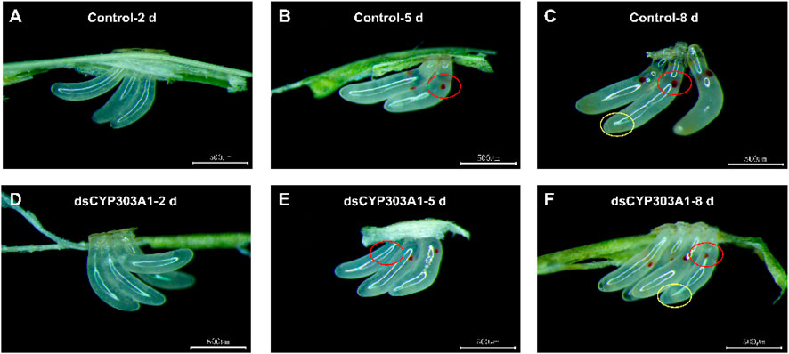 Microscopic images of insect tarsi (leg parts) over different durations. Panels A to C show control samples at two, five, and eight days, respectively, with labeled features in red and yellow circles. Panels D to F display samples treated with dsCYP303A1 at the same intervals. Each sample reveals structural changes, highlighted by circles, with scale bars indicating size reference.
