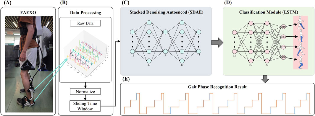 Diagram of a gait phase recognition system with multiple stages. (A) Shows a person wearing a FAEXO device. (B) Depicts data processing from raw data, including normalization and sliding time window methods. (C) Illustrates a Stacked Denoising Autoencoder (SDAE) with layered nodes. (D) Displays a Classification Module (LSTM) with outputs labeled as HS, FC, HO, and SW, each corresponding to different walking phases. (E) Shows the resulting gait phase recognition as a time series plot.
