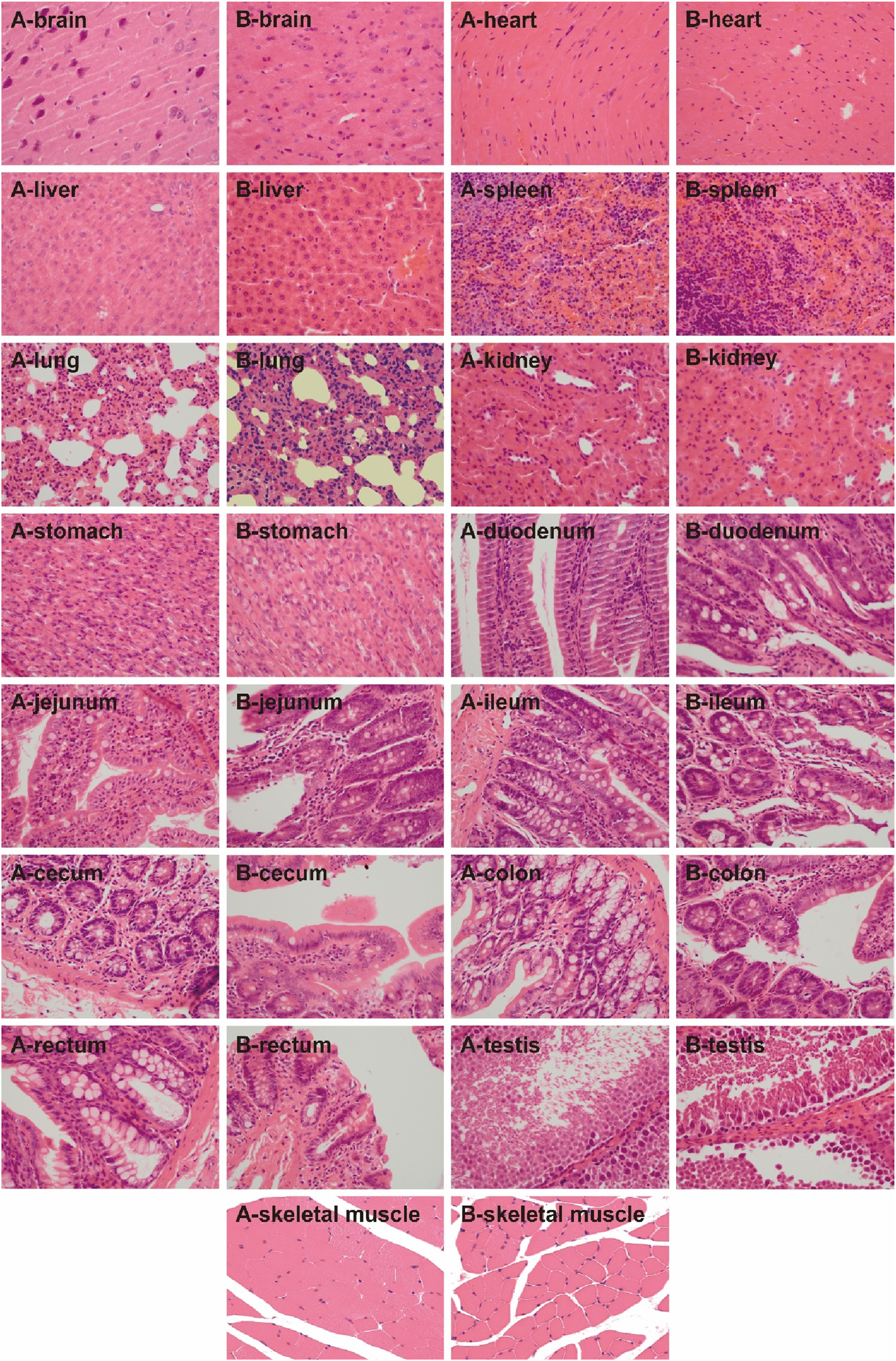 Microscopic images of various tissue sections labeled from two groups, A and B, including brain, heart, liver, spleen, lung, kidney, stomach, duodenum, jejunum, ileum, cecum, colon, rectum, testis, and skeletal muscle. Each row represents different organs with distinct cellular structures visible, such as the densely packed cells in liver or the fibrous texture in skeletal muscle.