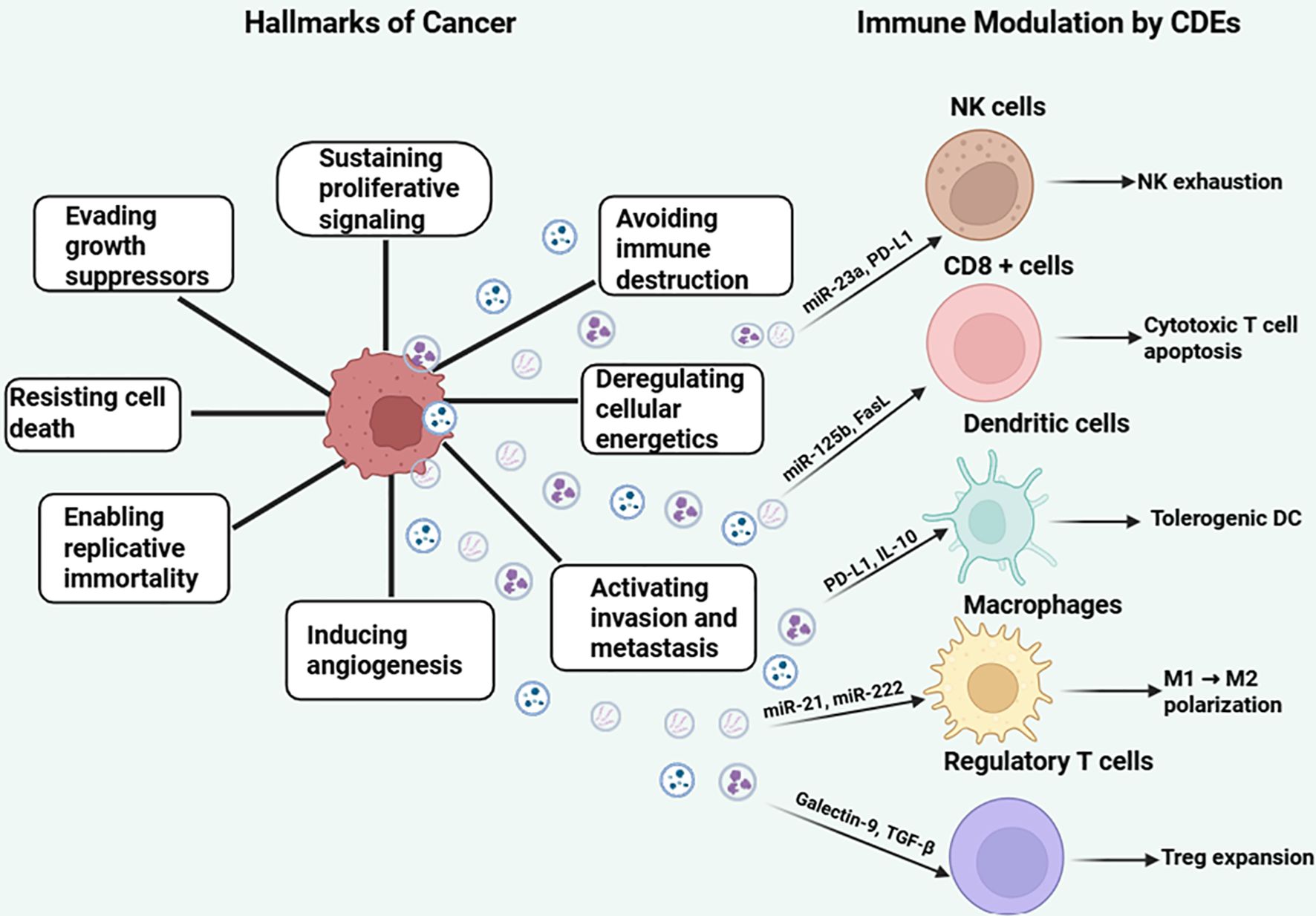 Diagram illustrating cancer hallmarks and immune modulation by cancer-derived exosomes (CDEs). The left side shows cancer hallmarks like evading growth suppressors and inducing angiogenesis. The right side depicts immune cells, including NK cells, CD8+ cells, and macrophages, influenced by CDEs causing effects such as NK exhaustion and Treg expansion.