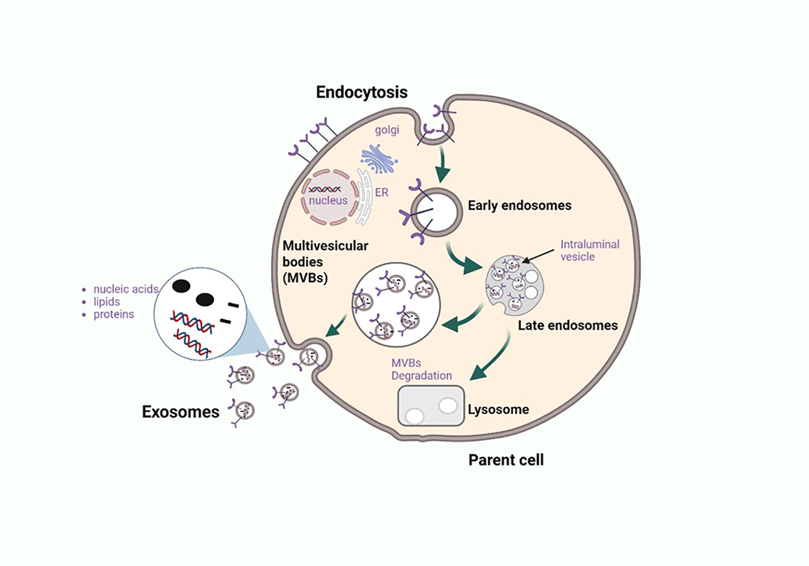 Diagram illustrating endocytosis and exosome formation. The process starts with early endosomes, progressing to late endosomes and multivesicular bodies (MVBs) within a parent cell. Some MVBs fuse with the lysosome for degradation, while others release exosomes containing nucleic acids, lipids, and proteins. Labels highlight the endoplasmic reticulum (ER), Golgi apparatus, intraluminal vesicles, and cellular components involved in exosomal release.