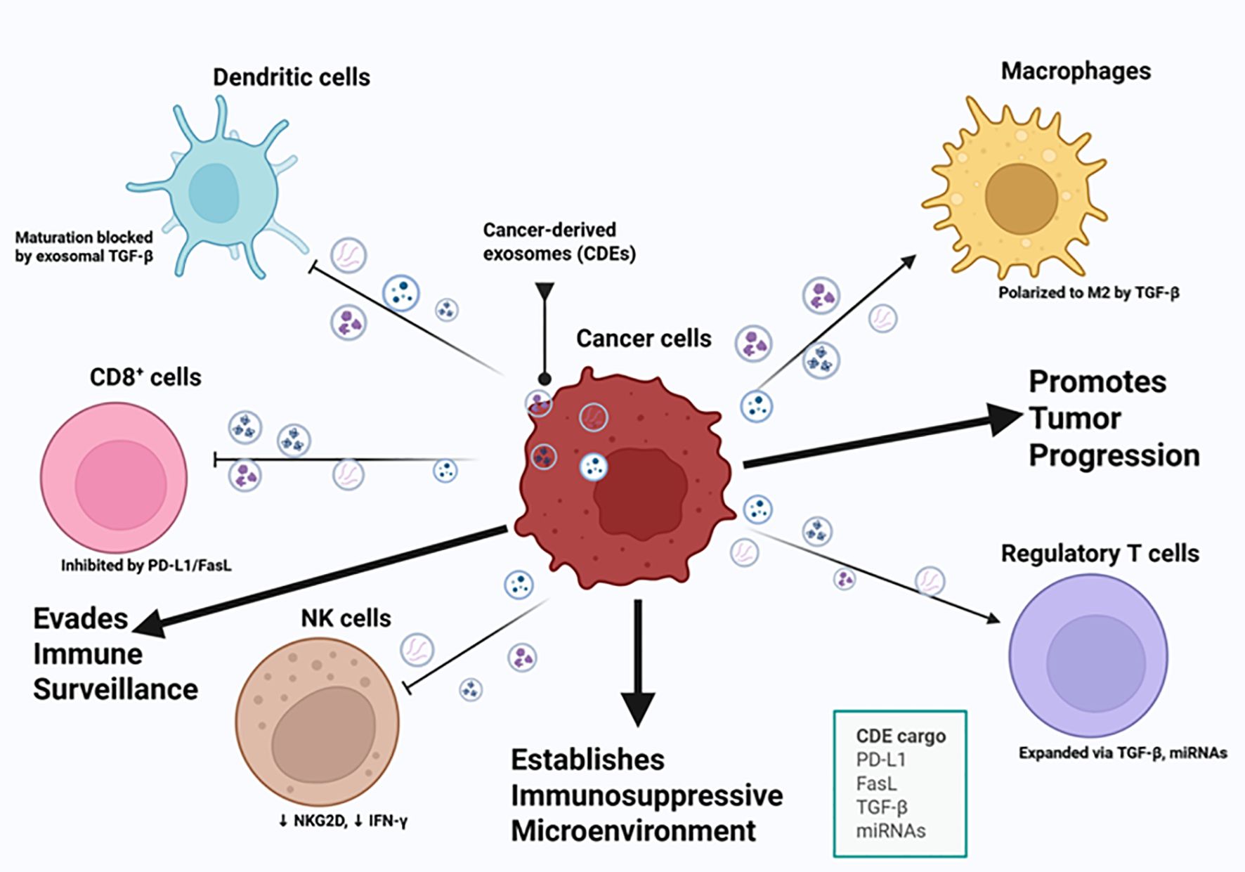Cancer-derived exosomes (CDEs) interact with various immune cells, promoting tumor progression and creating an immunosuppressive microenvironment. Dendritic cells' maturation is blocked, macrophages are polarized to M2, and regulatory T cells expand via TGF-β and miRNAs. CD8+ cells are inhibited by PD-L1/FasL, and NK cells show reduced NKG2D and IFN-γ. CDE cargo includes PD-L1, FasL, TGF-β, and miRNAs, aiding tumor evasion from immune surveillance.