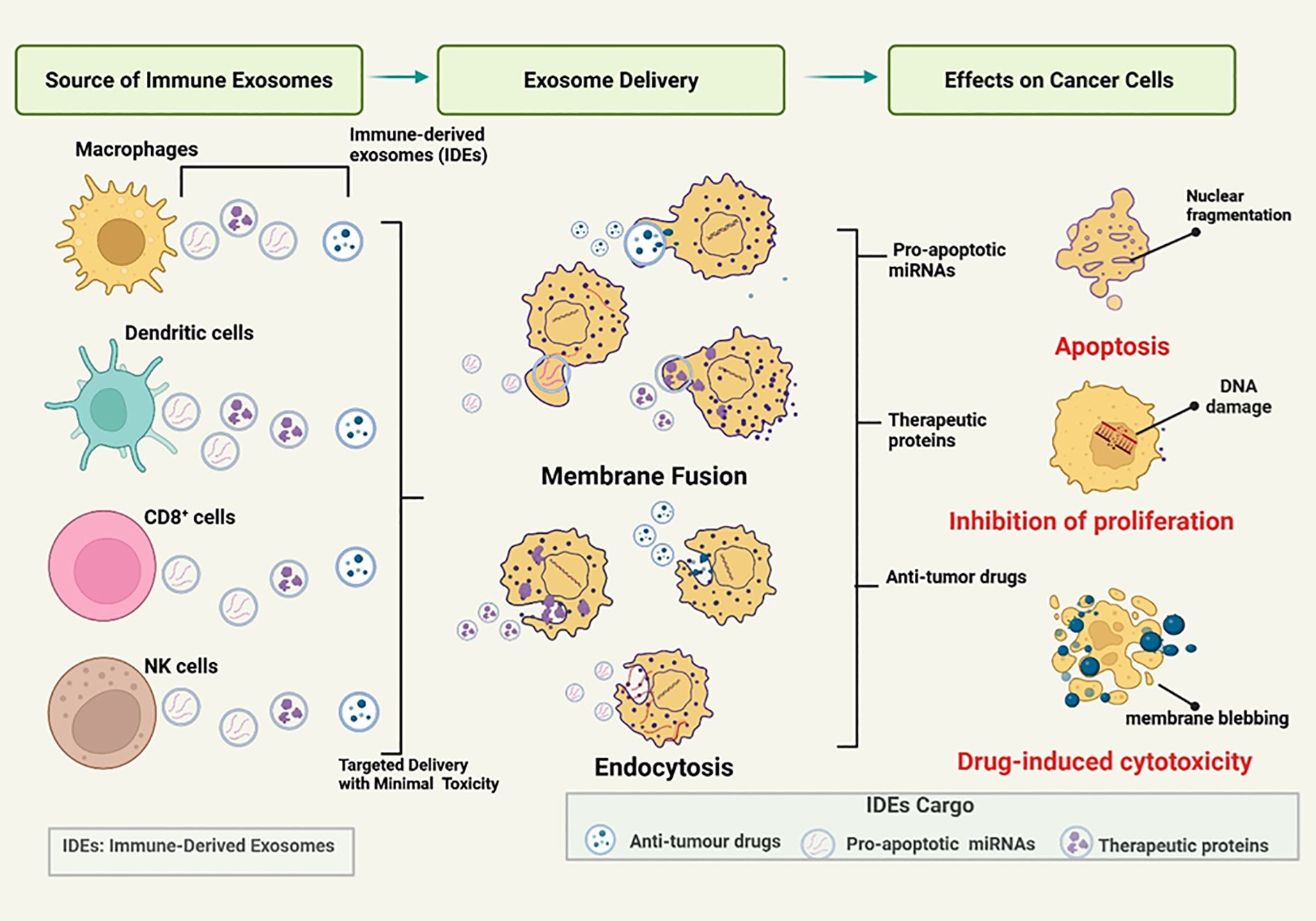 Flowchart illustrating the delivery and effects of immune-derived exosomes (IDEs) on cancer cells. Starting with macrophages, dendritic cells, CD8+ cells, and NK cells as sources of IDEs, the process involves membrane fusion and endocytosis. IDEs deliver therapeutic proteins, pro-apoptotic miRNAs, and anti-tumor drugs to cancer cells, leading to apoptosis, inhibition of proliferation, and drug-induced cytotoxicity. Key processes like nuclear fragmentation, DNA damage, and membrane blebbing are highlighted.