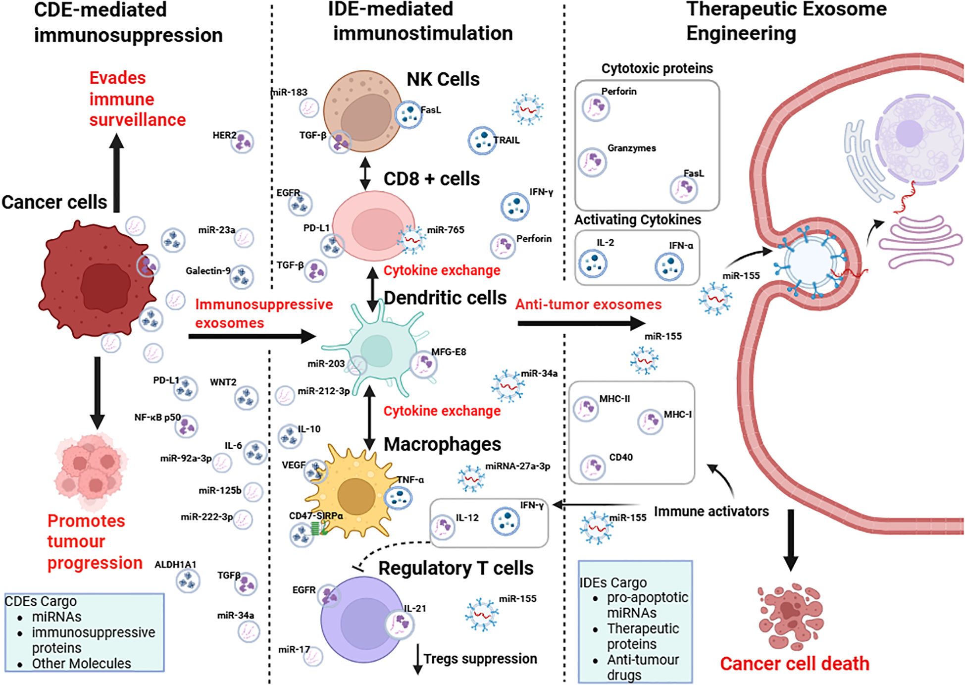Diagram illustrating mechanisms of exosome-mediated cancer treatment. It shows CDE-mediated immunosuppression and IDE-mediated immunostimulation. Cancer cells produce immunosuppressive exosomes, promoting tumor progression. IDEs activate immune cells like NK and CD8+ cells through cytokine exchange, enhancing anti-tumor responses. Therapeutic exosome engineering involves exosome delivery with pro-apoptotic miRNAs and proteins, leading to cancer cell death. Key molecules include miR-183, TGF-β, and IL-2. The diagram emphasizes cargo differentiation in CDEs and IDEs, highlighting therapeutic interventions.