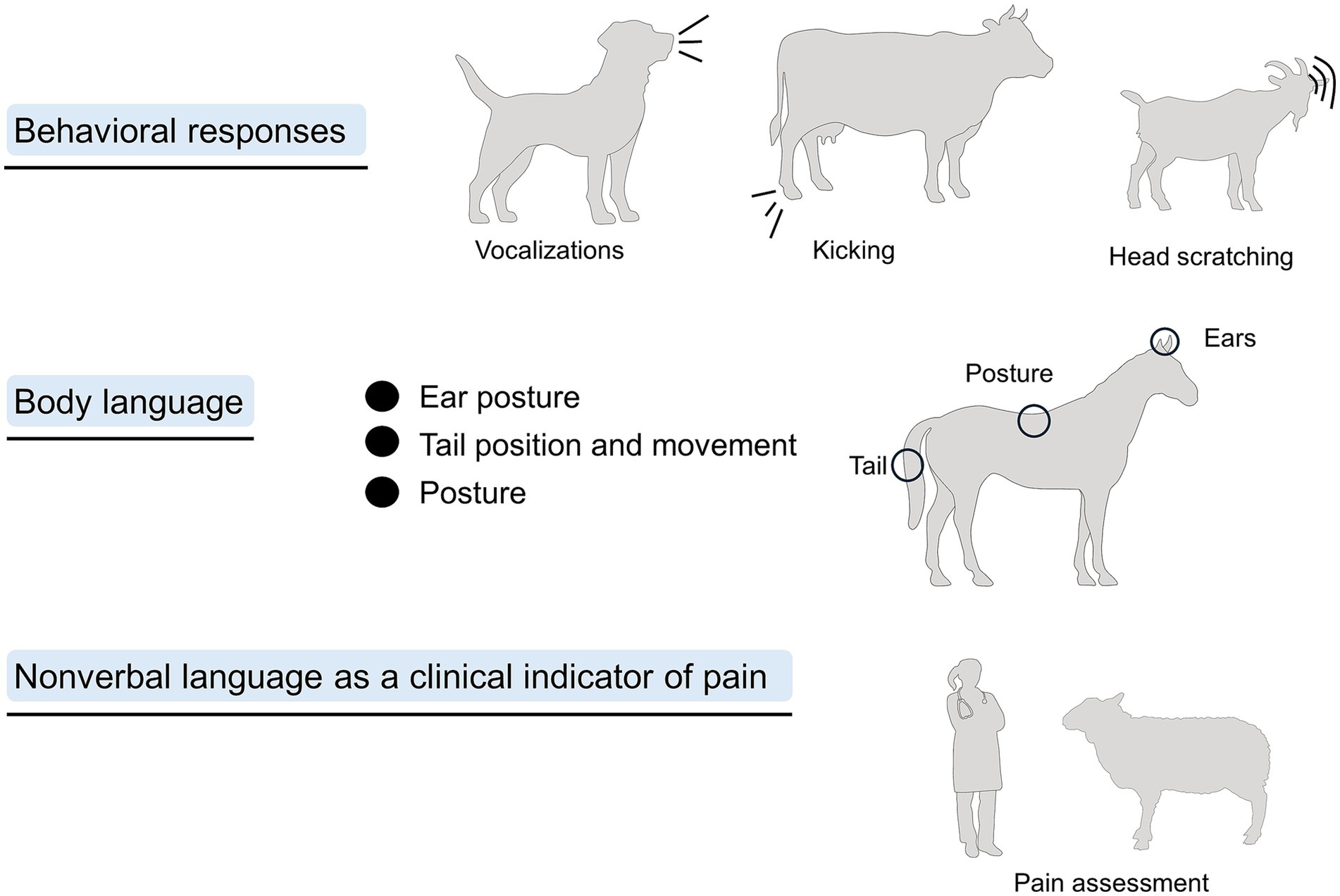 Illustration depicting animal behavioral responses and body language as indicators of pain. Behavioral responses include a dog vocalizing, a cow kicking, and a goat head scratching. Body language indicators highlight ear posture, tail position and movement, and overall posture in animals. A veterinarian is assessing a sheep's pain. The image emphasizes the use of nonverbal cues as clinical indicators of pain in animals.