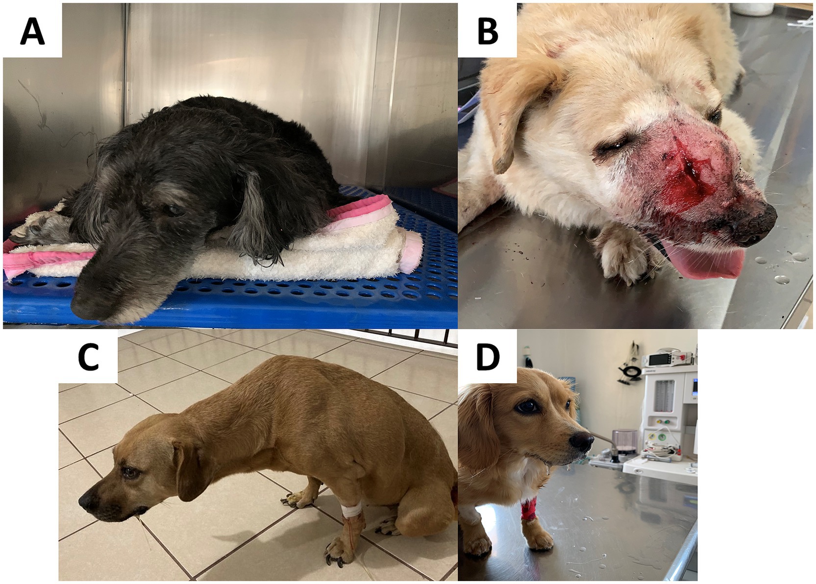 Panel A shows a black dog lying on a towel in a metal enclosure. Panel B depicts a light-colored dog with a severe nose injury, lying on a metal table with its tongue out. Panel C features a brown dog standing on a tiled floor, in a hunched position. Panel D shows a small, light brown dog with a red bandage on its front leg, standing on a table in what appears to be a veterinary setting.