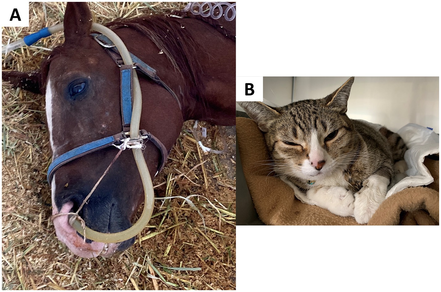 Panel A shows a horse lying on hay with a nasal tube inserted. Panel B shows a tabby cat resting on a brown blanket inside a confined space, looking towards the camera.