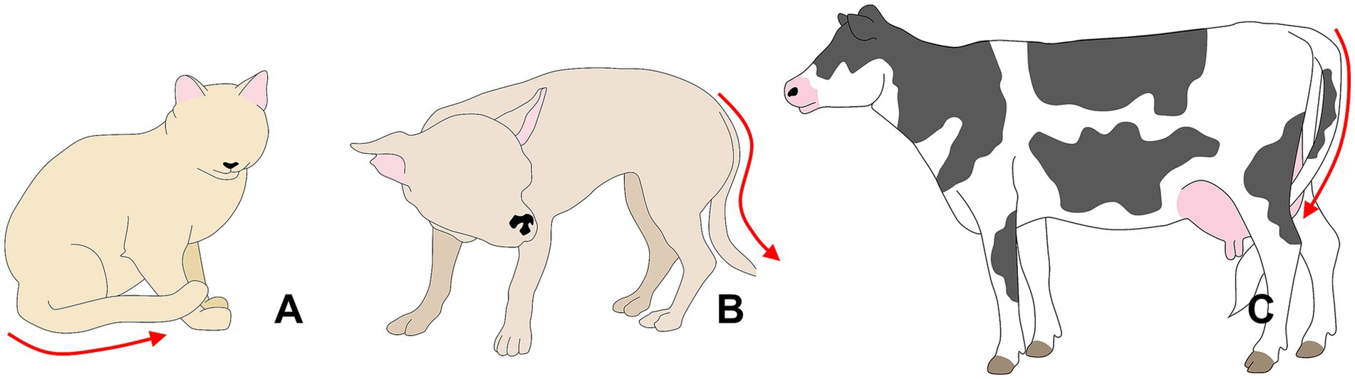 Illustration of three animals with labeled parts. A shows a cat sitting with its tail curved, indicated by an arrow. B depicts a pig with an arched back and highlighted curly tail. C features a cow with a tail hanging down, also marked by an arrow.