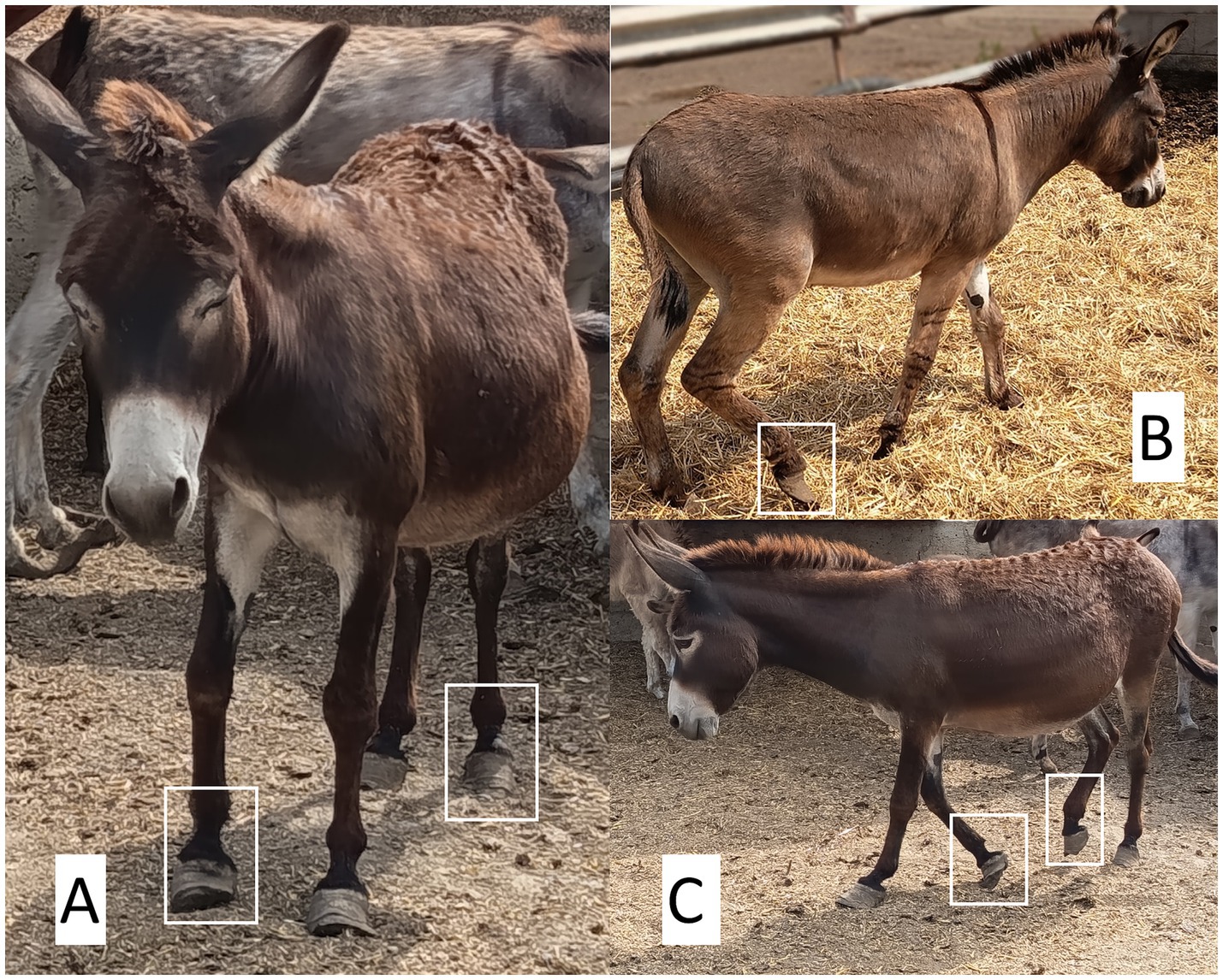 Three images of donkeys with hoof issues. A) A donkey with untrimmed hooves in a resting position. B) A donkey with elongated hooves walking on straw. C) A donkey with distorted hooves standing on dirt.