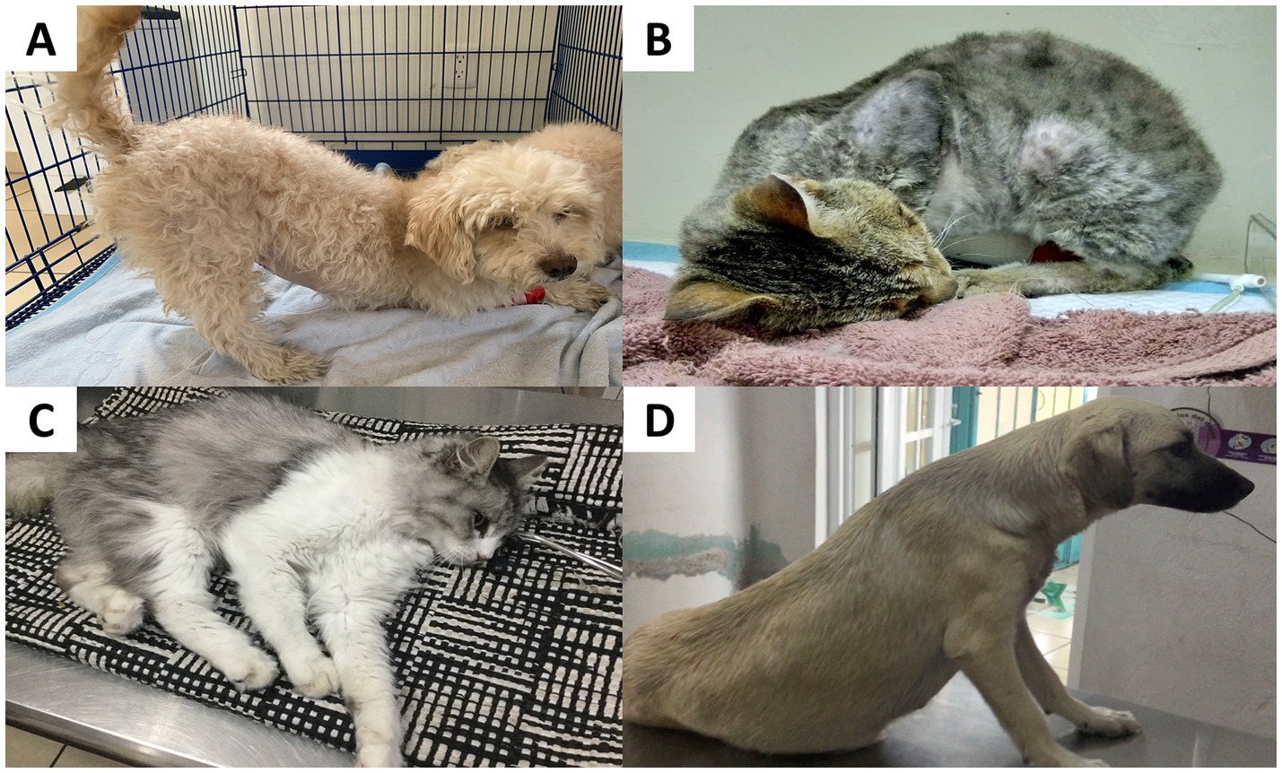 Four labeled images of animals:A: A curly-haired dog standing in a cage on a blue blanket.B: A gray cat curled up and resting on a towel.C: A fluffy, long-haired cat lying on a checkered surface.D: A dog sitting on an examination table facing away.
