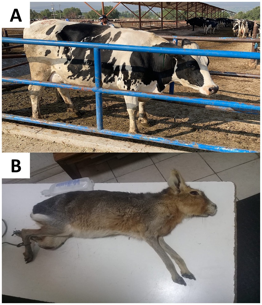 Image A shows a black and white cow in a fenced outdoor enclosure at a farm, with several other cows visible in the background. Image B depicts a Patagonian mara lying on its side on a tiled floor.