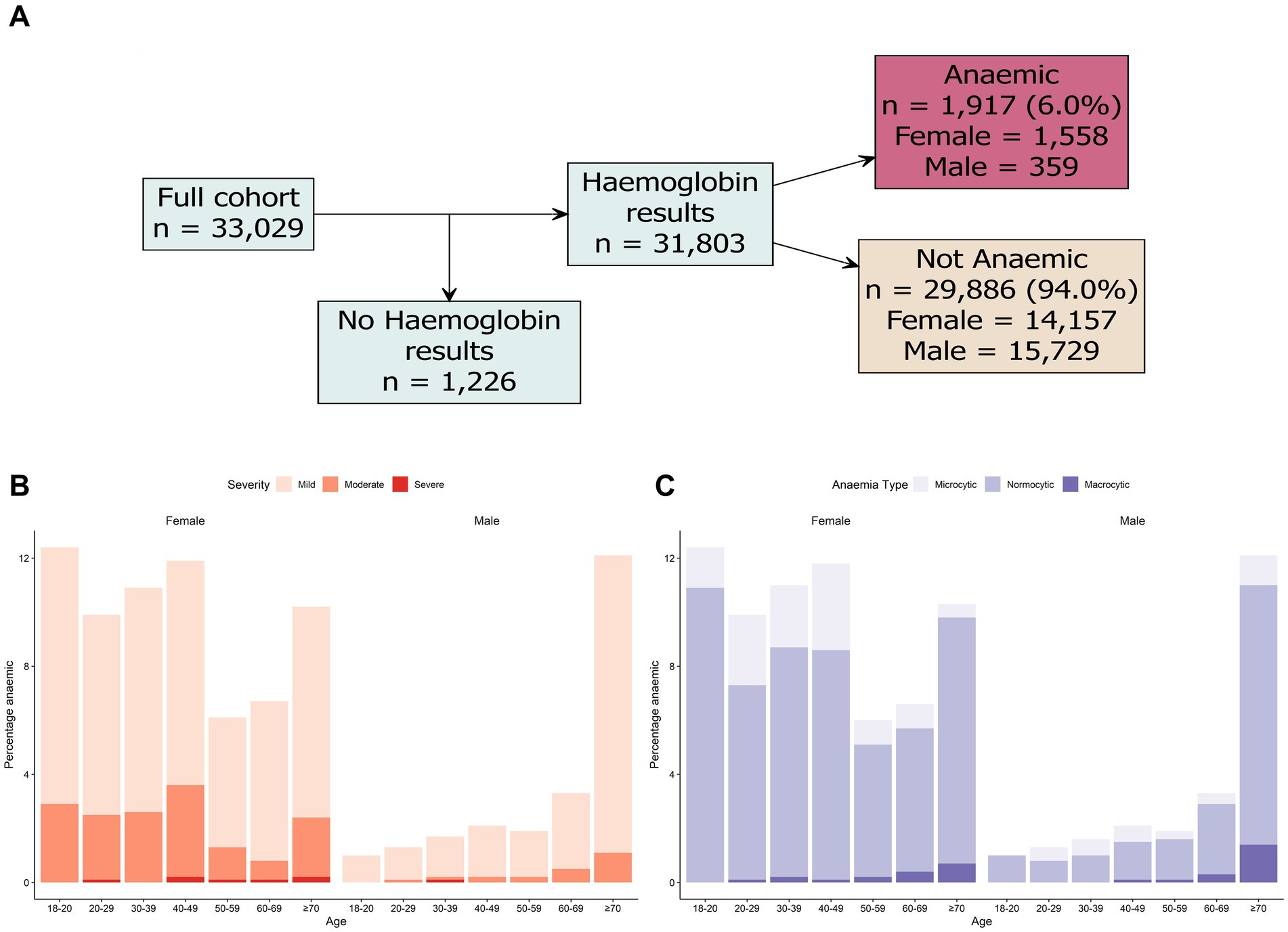 Flowchart A displays the haemoglobin results for a cohort of 33,029, showing that 31,803 had results and 1,226 did not. Among those with results, 1,917 were anaemic, with 1,558 females and 359 males, while 29,886 were not anaemic. Graph B shows anaemia severity by age and gender, indicating higher percentages in older age groups and among females. Graph C details anaemia types (microcytic, normocytic, macrocytic) by age and gender.