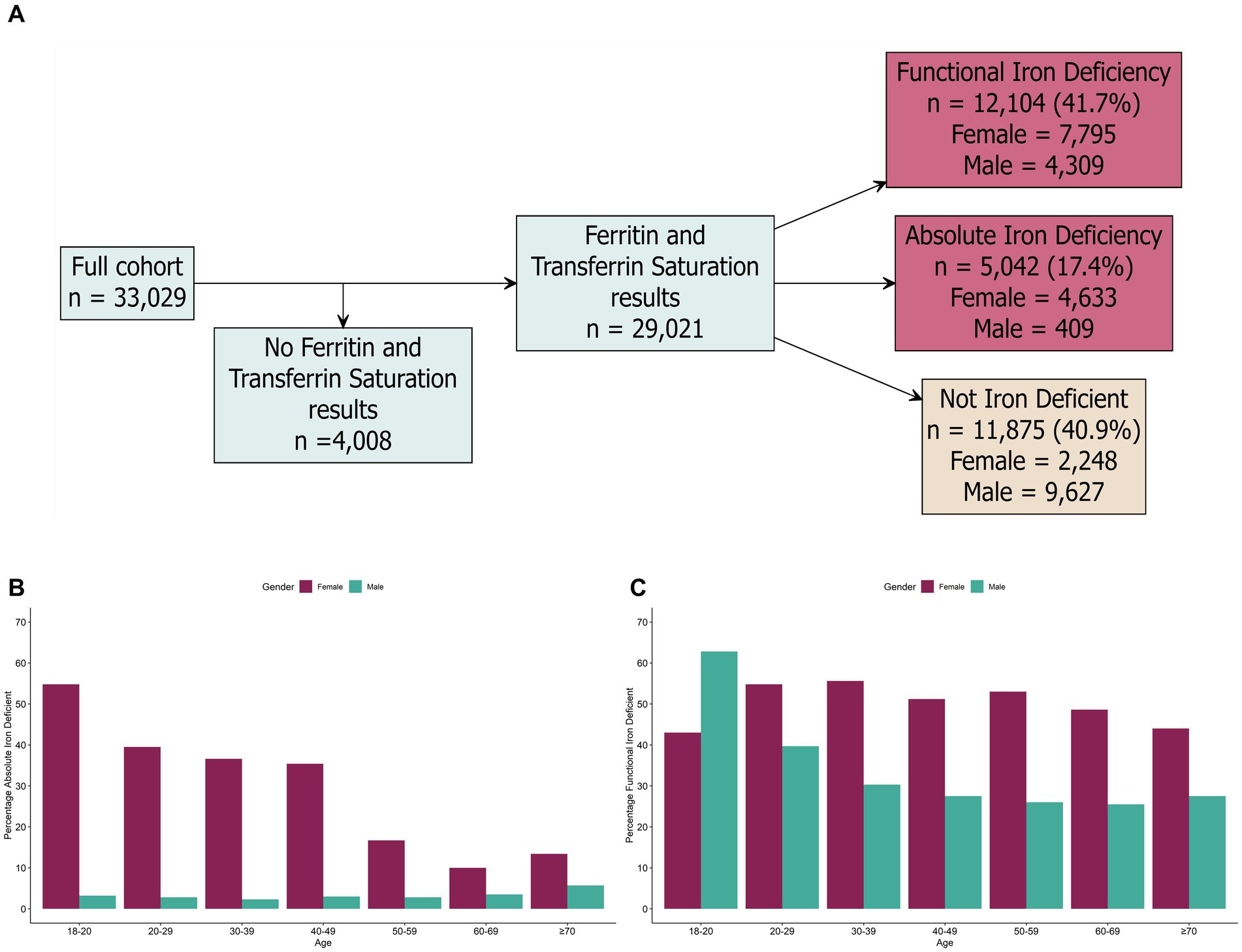 Flowchart shows a cohort of 33,029 individuals, with 4,008 lacking ferritin and transferrin saturation results. Of 29,021 with results, 41.7% have functional iron deficiency (7,795 females, 4,309 males), 17.4% have absolute iron deficiency (4,633 females, 409 males), and 40.9% are not iron deficient (2,248 females, 9,627 males). Bar charts display age group percentages for iron deficiencies: Graph B shows higher absolute iron deficiency in females, decreasing with age. Graph C shows both genders have functional iron deficiency, with variations across age groups.
