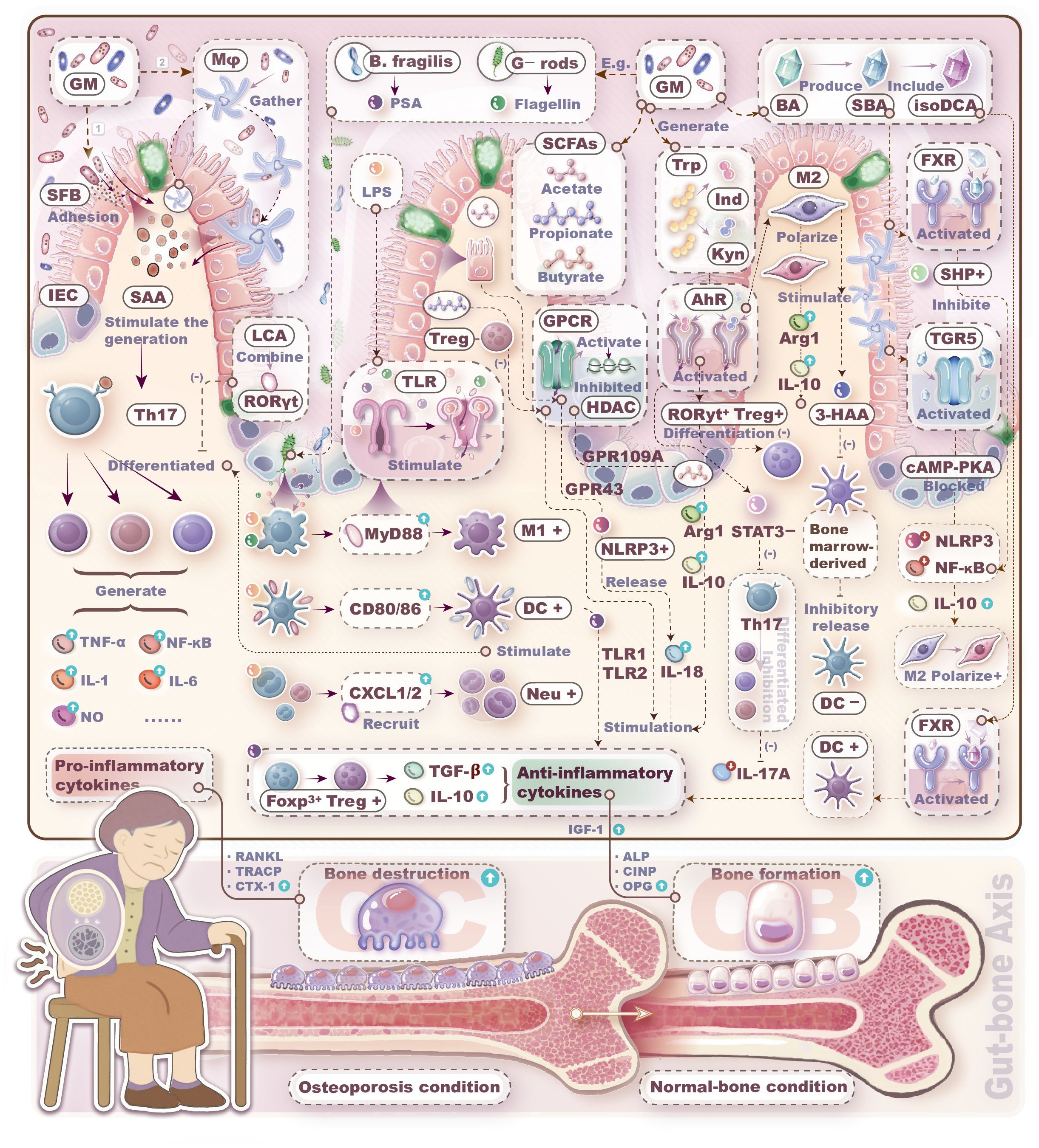 Illustration depicting the gut-bone axis, highlighting interactions between gut microbiota and bone health. It shows various microbial species, signaling pathways, cytokines, and their effects on bone conditions like osteoporosis. The lower section contrasts bone destruction and formation processes. Labels identify elements like immune cells and inflammatory cytokines, alongside a diagram of a person with bone health indicators.