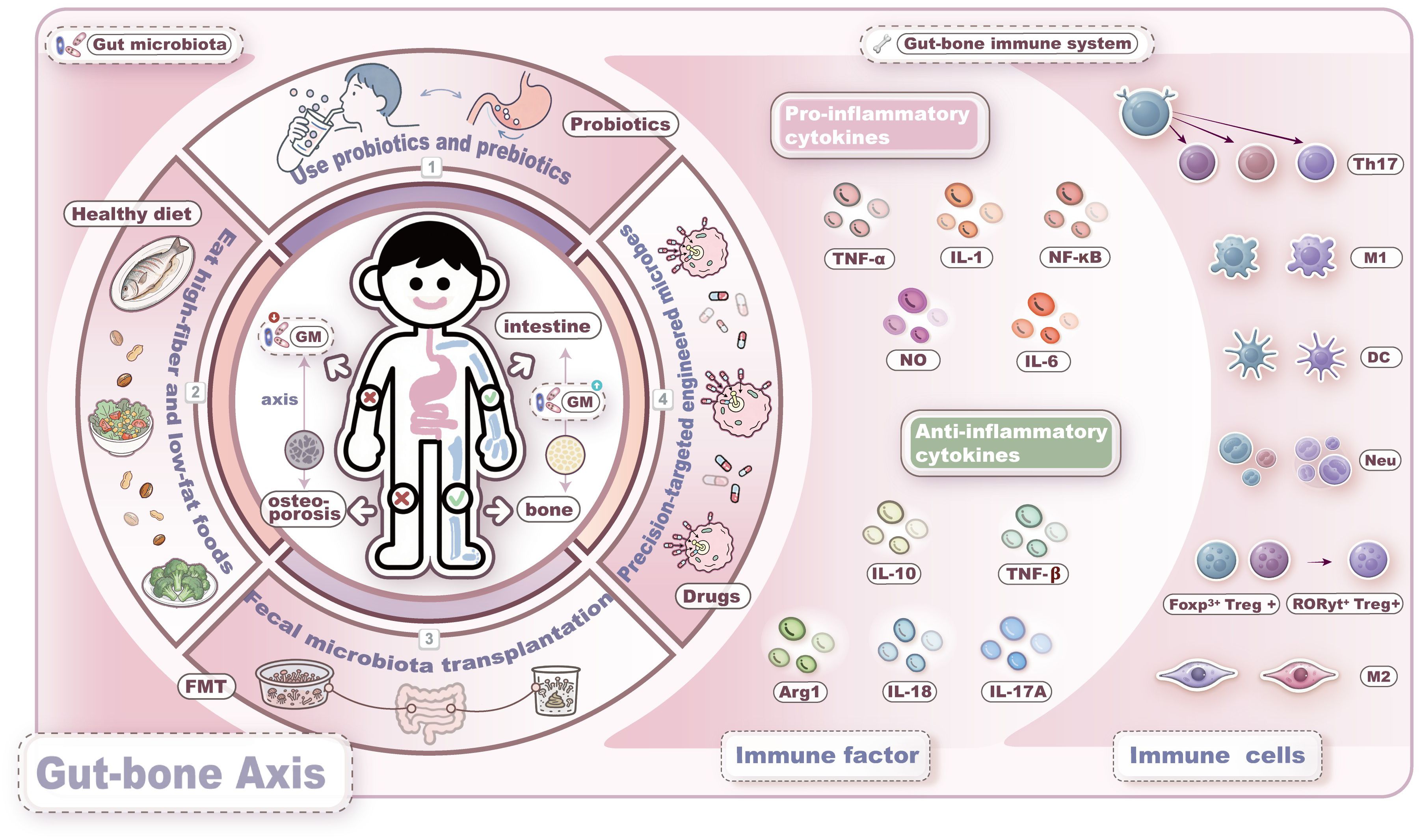 Diagram illustrating the gut-bone axis and immune interactions. Four sections show supplements like probiotics, high-fiber diets, microbiota transplants, and engineered microbes affecting the intestine and bones. It highlights the presence of pro-inflammatory and anti-inflammatory cytokines, such as TNF-α, IL-1, and IL-10, alongside various immune cells like Th17, DC, and Neu. The diagram emphasizes the connection between gut health, bone health, and the immune system.