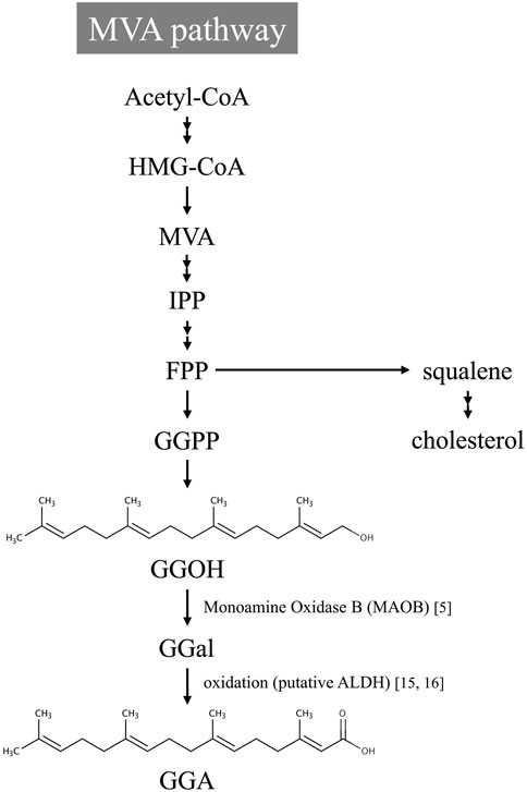 Flowchart of the MVA pathway starting with Acetyl-CoA, leading through steps involving HMG-CoA, MVA, IPP, FPP, GGPP, and branching into reactions forming squalene and cholesterol. Below, GGPP converts to GGOH, then GGAl through Monoamine Oxidase B, and finally GGA via oxidation by putative ALDH. Chemical structures are depicted for GGOH and GGA.
