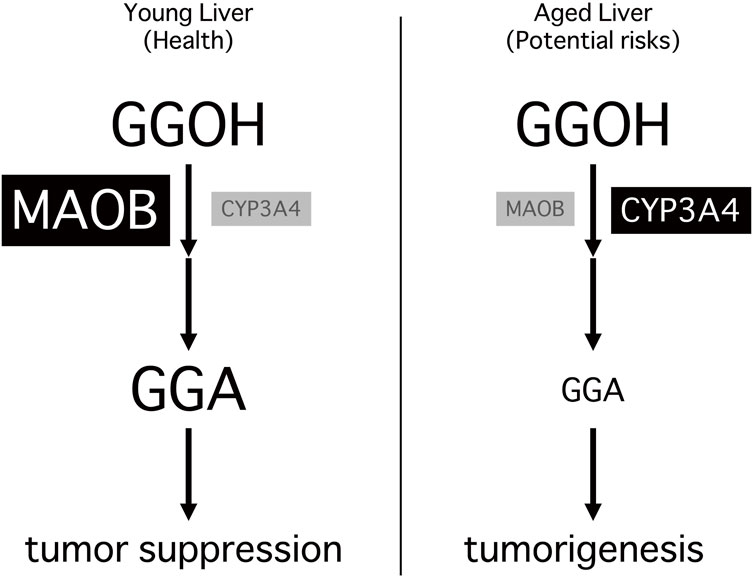 Diagram comparing metabolic pathways in young and aged livers. In young liver, MAOB converts GGOH to GGA, supporting tumor suppression. In aged liver, loss of MAOB reduces GGA levels. CYP3A4 partially compensates but produces insufficient GGA, contributing to a tumor-permissive environment.