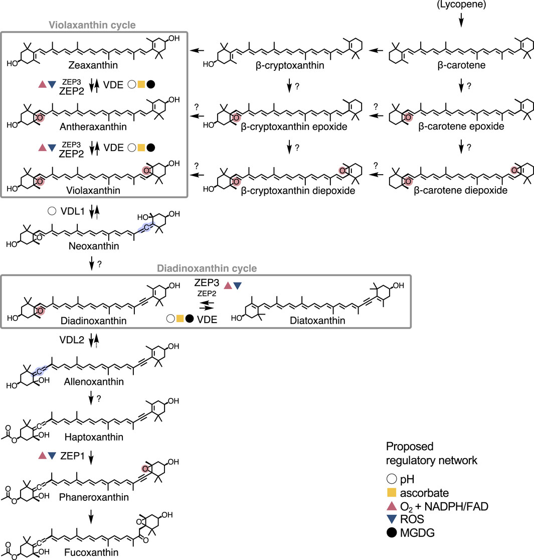 Diagram illustrating the violaxanthin and diadinoxanthin cycles in the fucoxanthin metabolism. The violaxanthin cycle includes transformations between zeaxanthin, antheraxanthin, and violaxanthin. The diadinoxanthin cycle involves the interconversion of diadinoxanthin and diatoxanthin. Both cycles involve the enzymes ZEP3, ZEP2 and VDE. Other enzymes of the VDE and ZEP family (VDL1, VDL2, VDR and ZEP1) catalyse other biosynthetic steps across the pathway. The diagram also shows potential transformations with intermediates like β-cryptoxanthin and neoxanthin, and other recently described intermediates of fucoxanthin. Symbols indicate regulatory elements: pH, ascorbate, O₂ + NADPH/FAD, ROS, and MGDG.