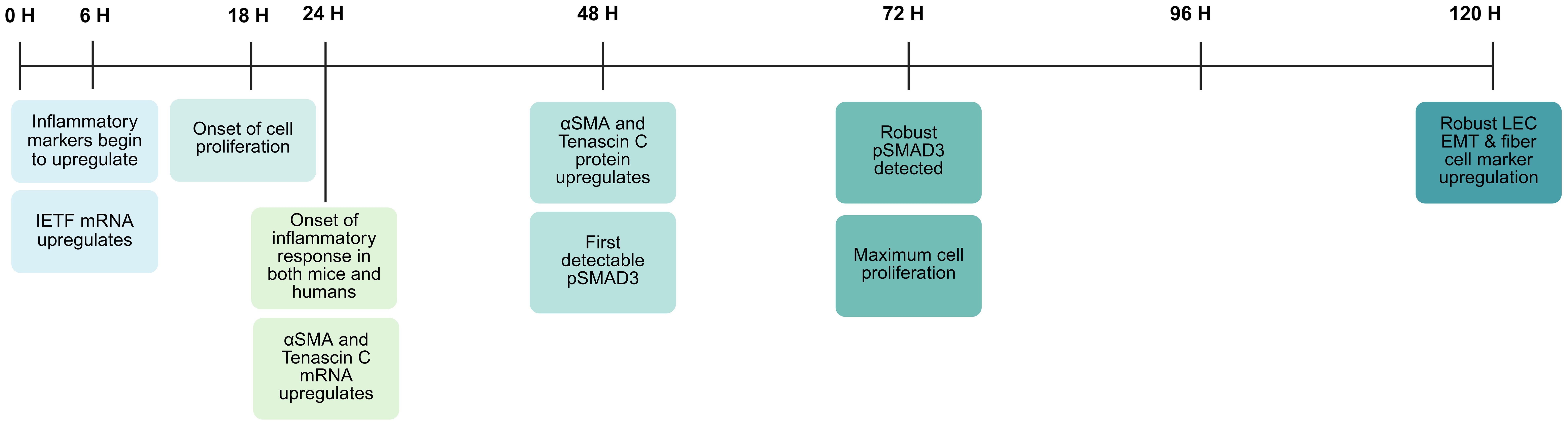 Timeline from 0 to 120 hours showing key biological processes. At 6 hours, inflammatory markers and IETF mRNA upregulate. At 18 hours, cell proliferation begins. At 24 hours, inflammatory response and upregulation of alpha-SMA and Tenascin C mRNA occur. At 48 hours, alpha-SMA and Tenascin C proteins increase, with first detectable pSMAD3. At 72 hours, robust pSMAD3 is detected. At 120 hours, LEC EMT and fiber cell marker upregulation is noted.